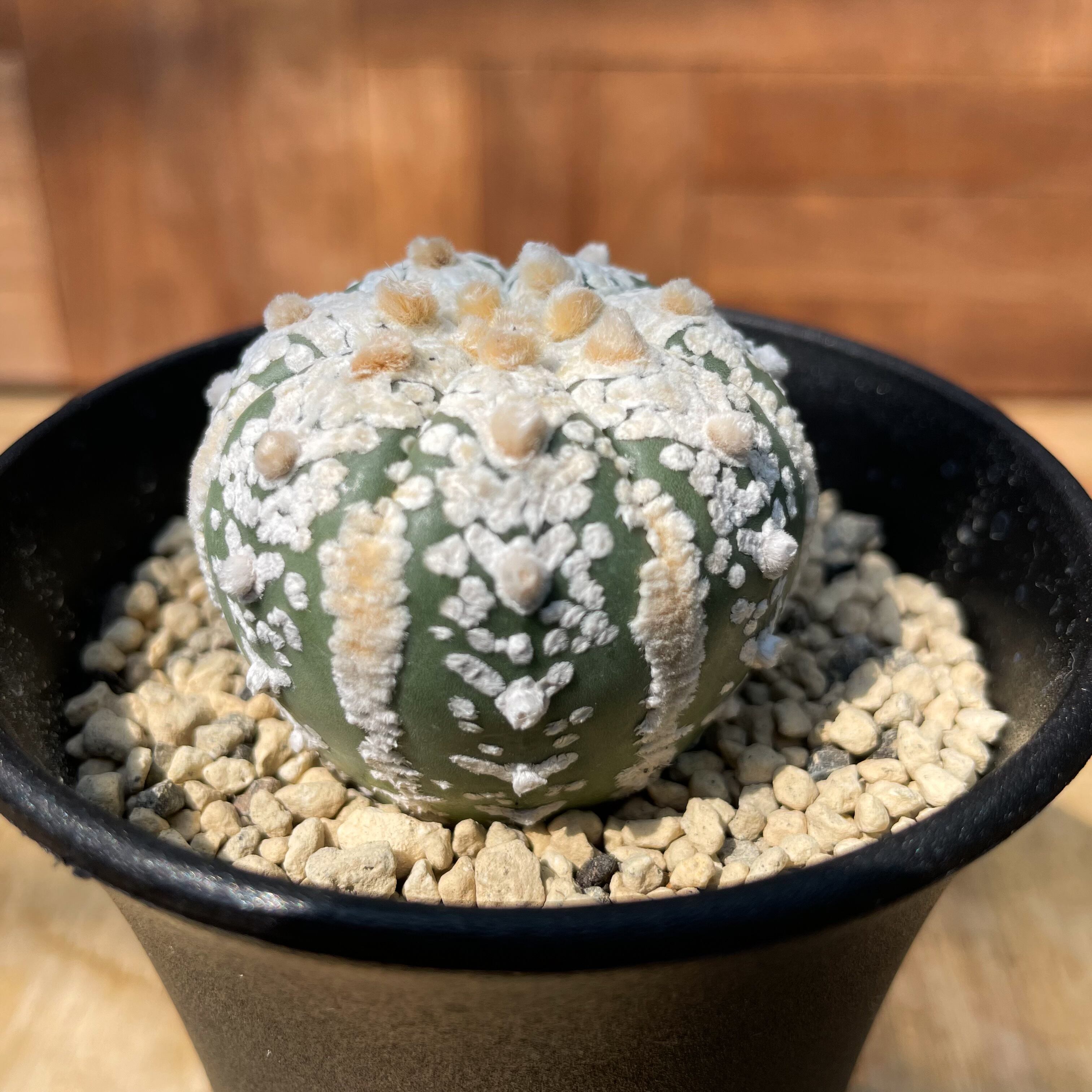 コピアポア シネレア 黒王丸 種子21種類 5粒ずつセット （多肉植物 