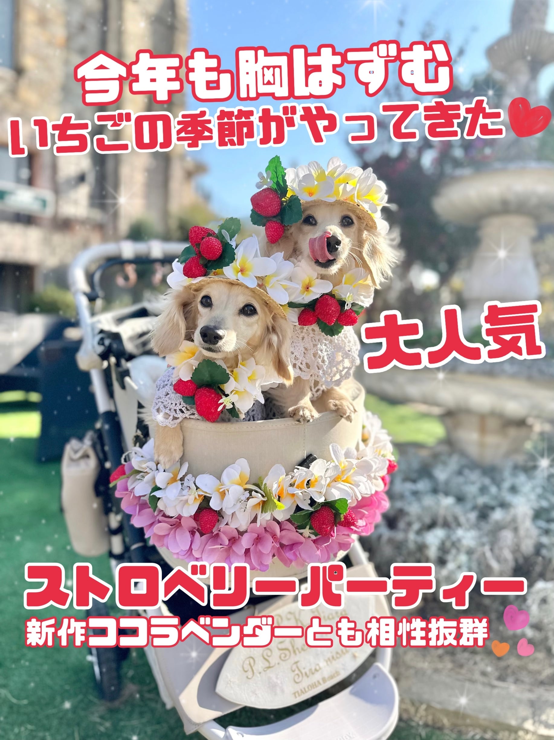 ストロベリー 大型犬 Lサイズ