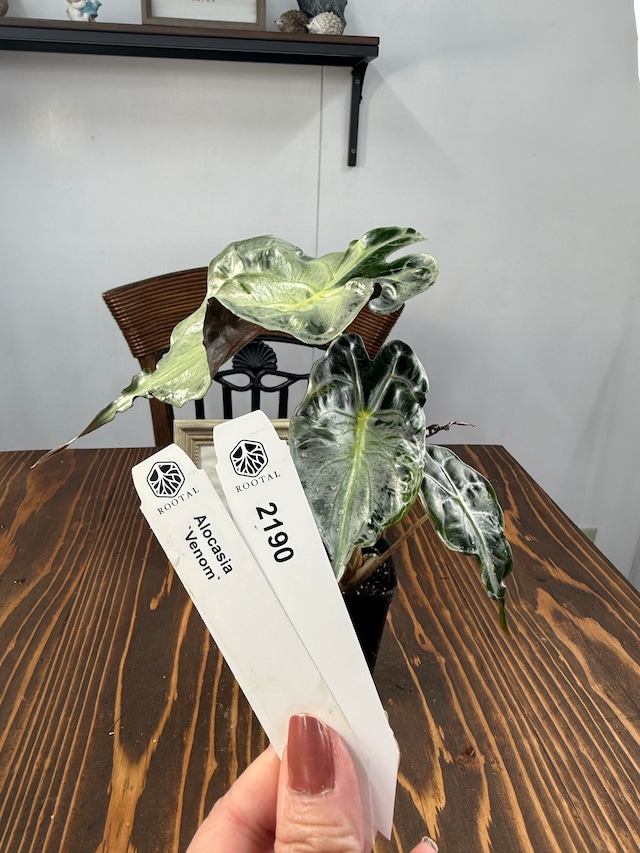 ★2190【風格漂う希少種】アロカシア　ヴェノム（2.5号ロング硬質ポット）※送料無料（一部除く）