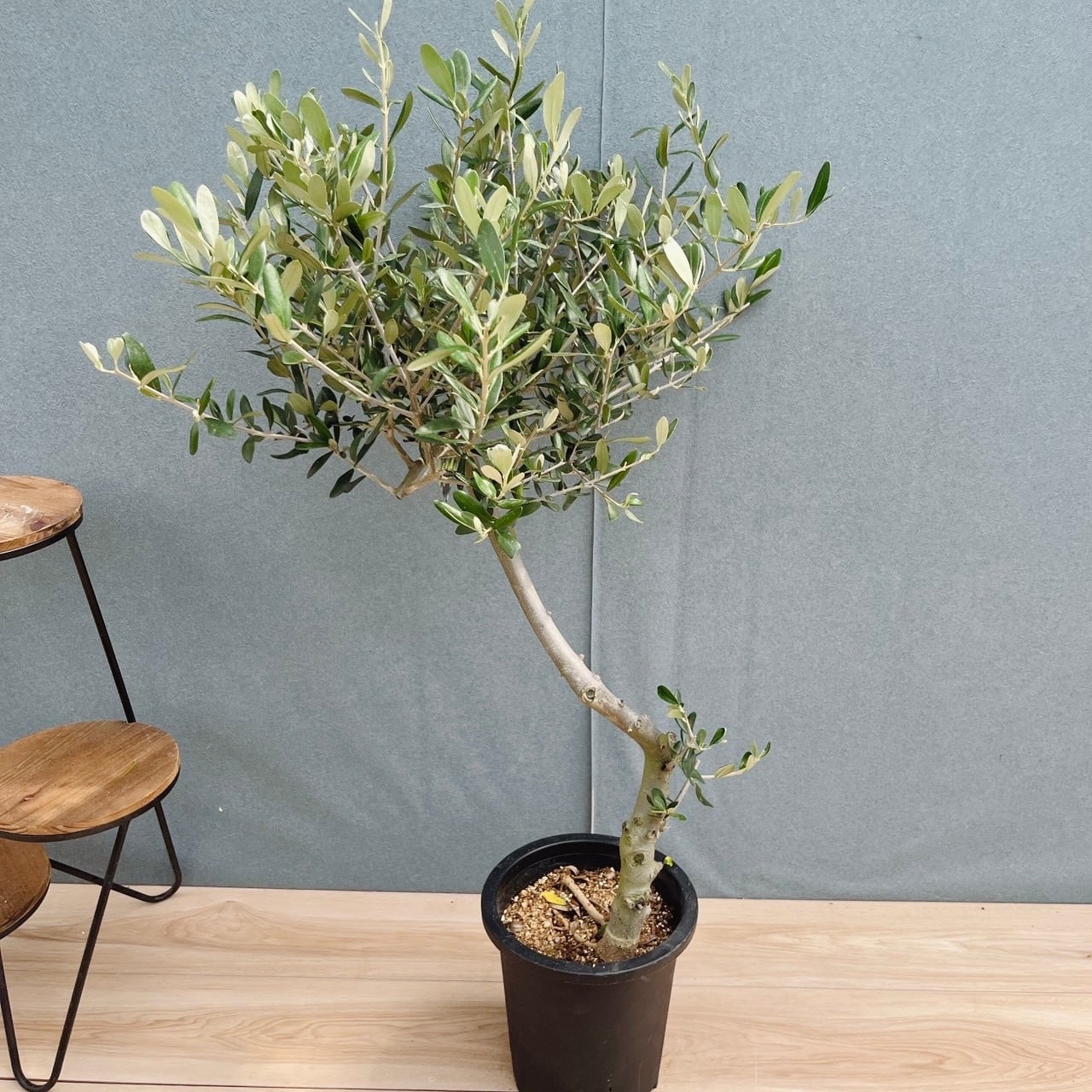 現品］40番 創樹 オリーブ ルッカ 7号 観葉植物 屋外 オリーブの木
