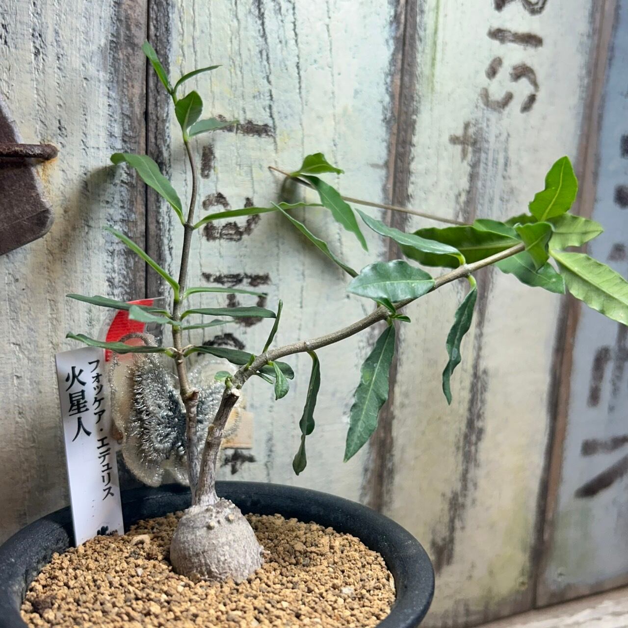 T)火星人 フォッケア·エデュリス | RuPo 多肉植物専門店