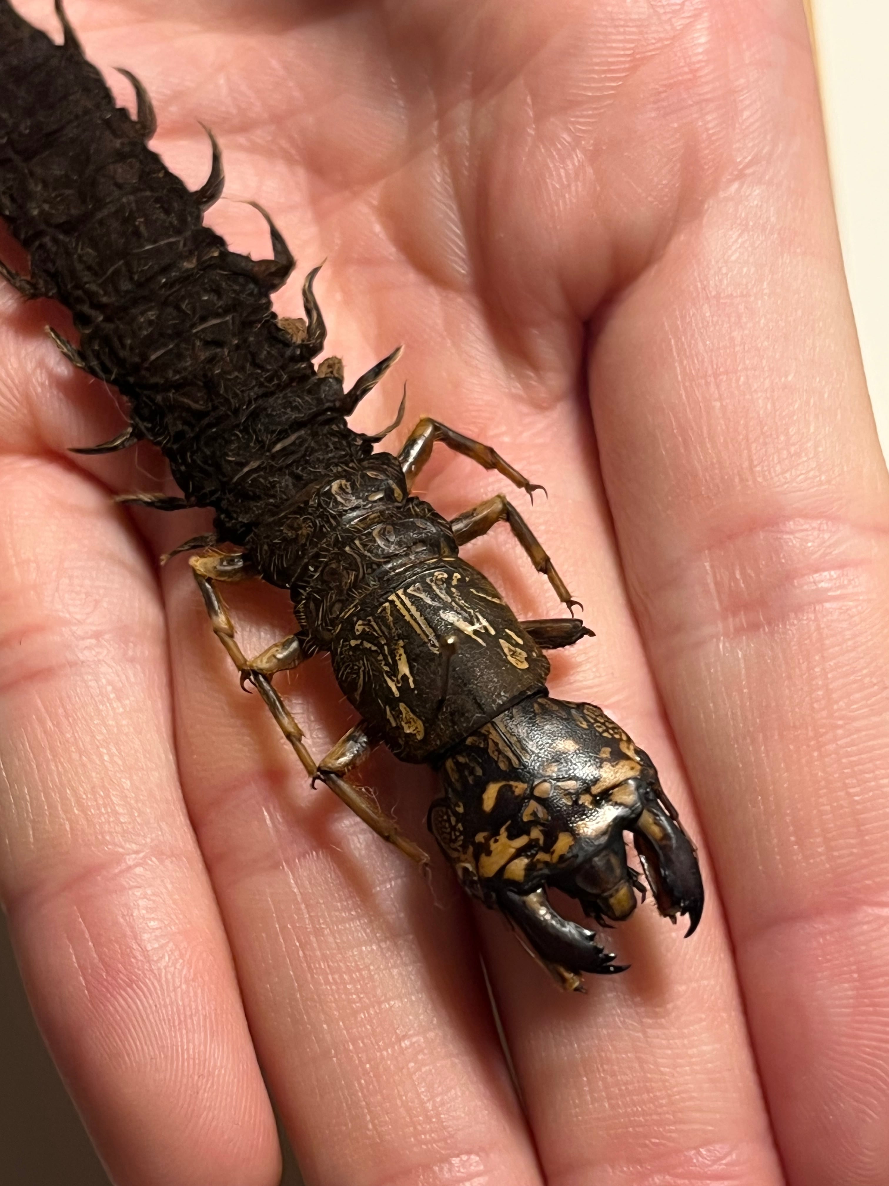 幼虫】オオキバヘビトンボ ウスバカゲロウ蜻蛉トンボオオアゴ