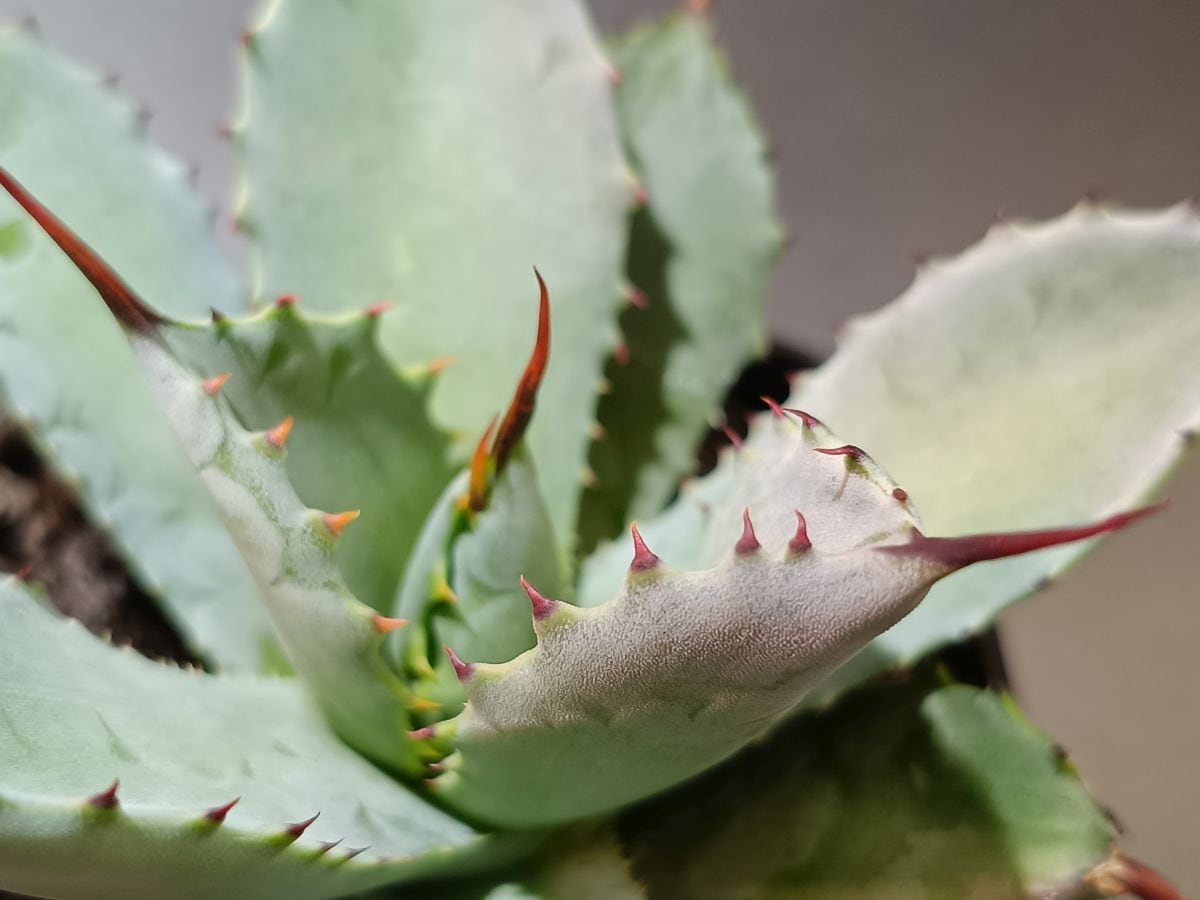 Dyckia 'Dakota' Seedling (F1) ディッキア ダコタ 実生 管理No.21