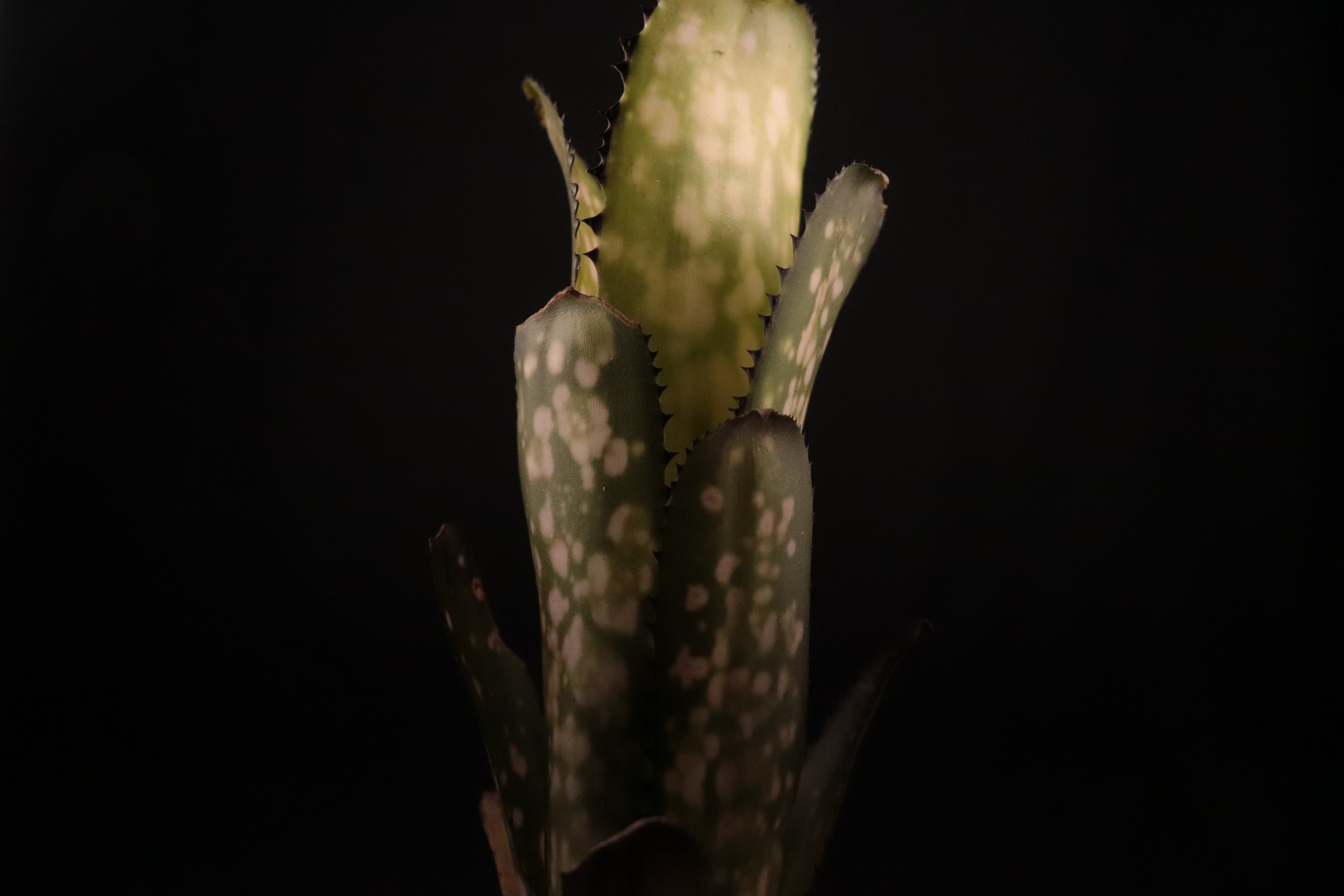 reserved】Billbergia 'Kolan Shark Bite'〔ビルベルギア〕現品発送