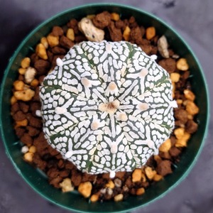 アストロフィツム スーパー兜 Vタイプ 1 Astrophytum asterias cv 'Super Kabuto' V