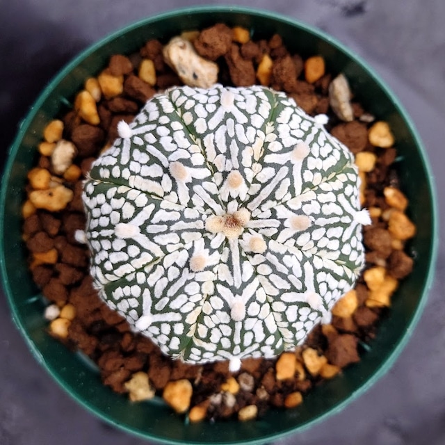 アストロフィツム スーパー兜 Vタイプ 2 Astrophytum asterias cv 'Super Kabuto' V