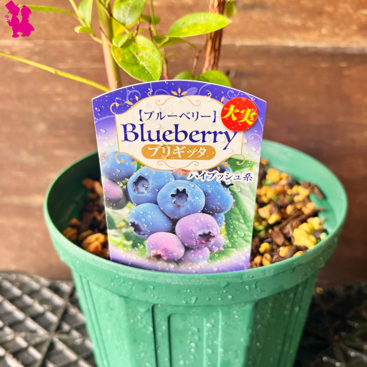ブルーベリー大苗木 2本セット ブルーベリー苗 ブリジッタ
