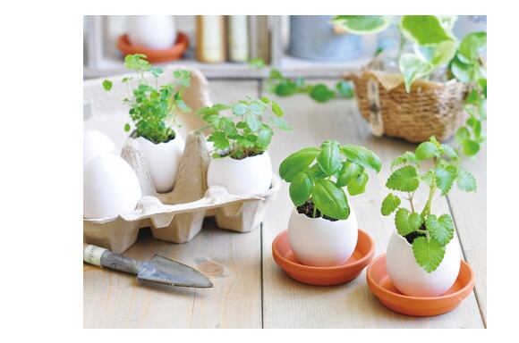 卵型ハーブ栽培キット エッグリング 雑貨屋 大阪ウイシン Uisin Design Homecenter 卵型ハーブ栽培キット エッグリング 雑貨屋 大阪ウイシン Uisin Design Homecenter