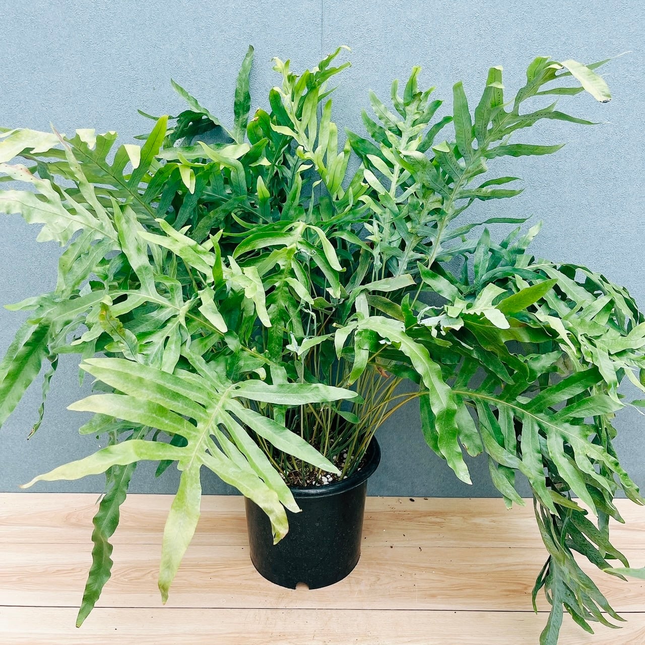 現品］【希少】4番 フィカス アフリカンプリンス 8号 観葉植物 室内