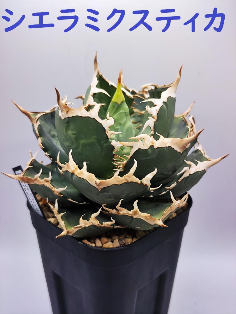 アガベ シエラミクスティカ ホワイトソーン 子株つき 【公式通販】