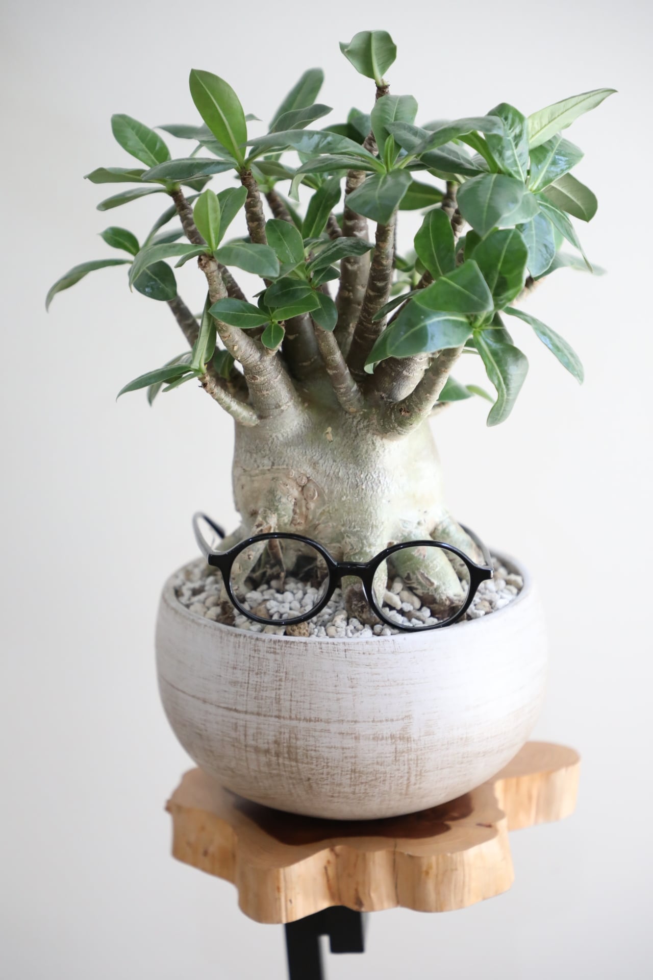 M】アデニウム アラビカム/Adenium arabicum ※陶器鉢付き | 【厳選植物