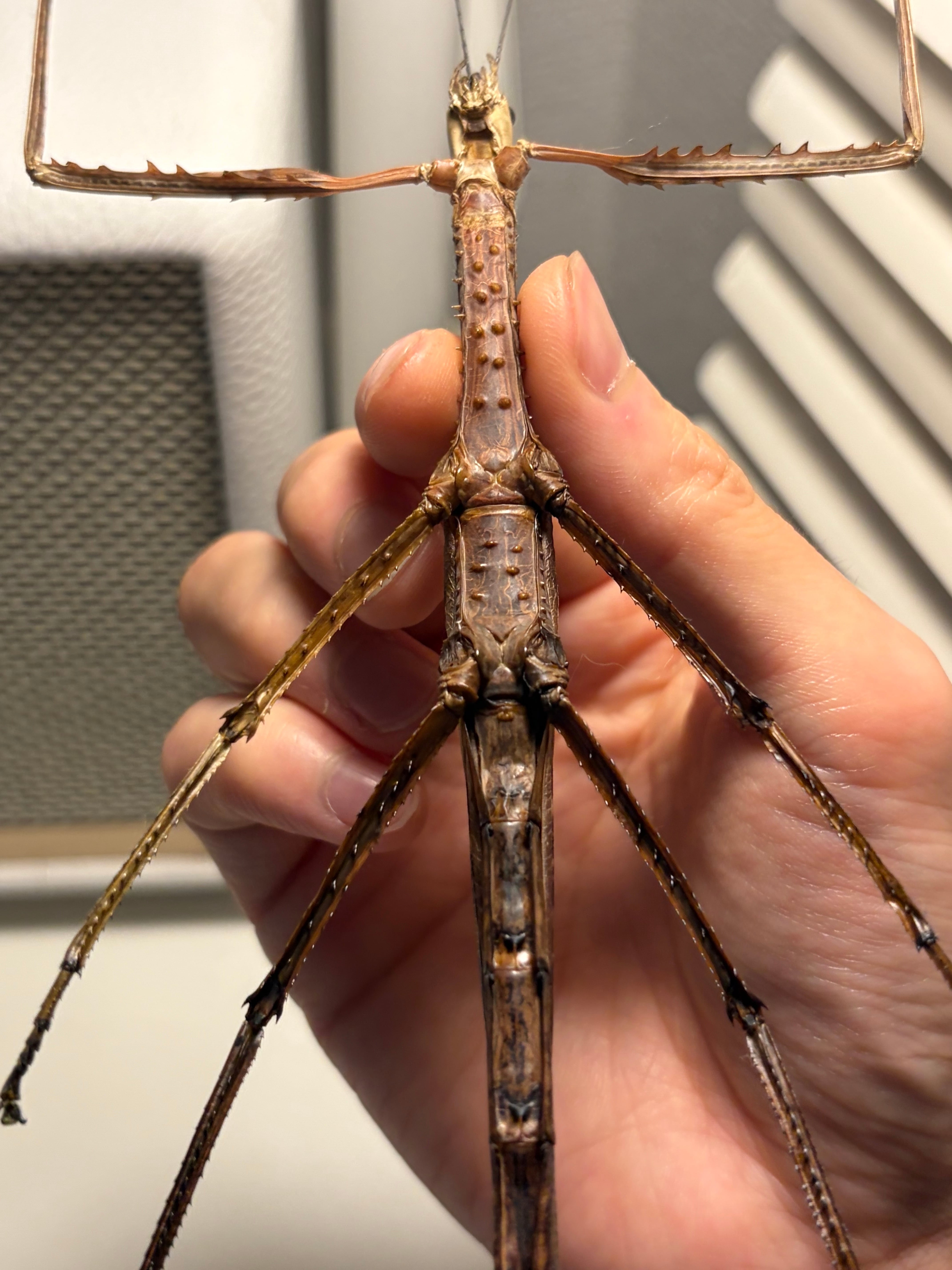 成虫♀】ウルフィングナナフシ コノハムシカマキリマンティスコロギス