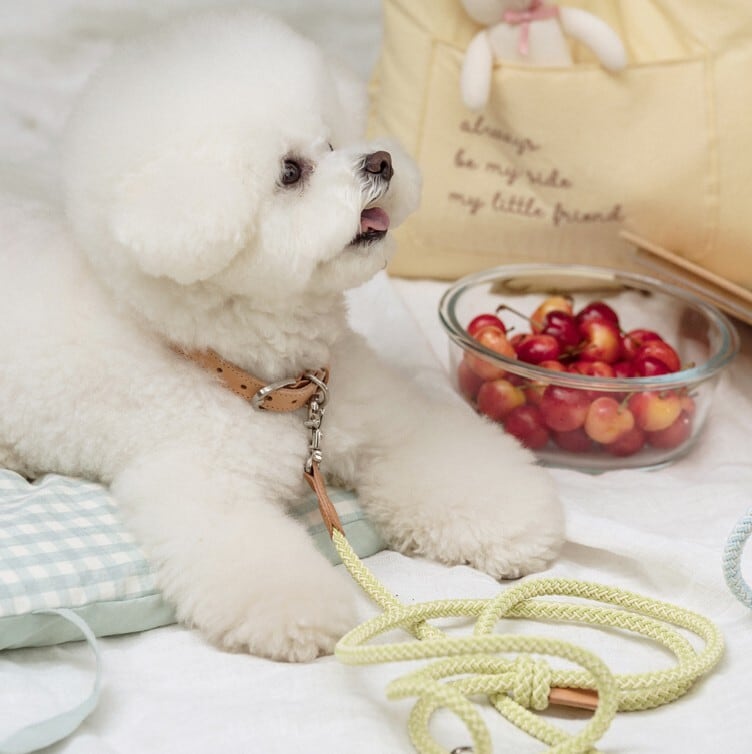 予約【stroll】Rope Collar (LemonLime)