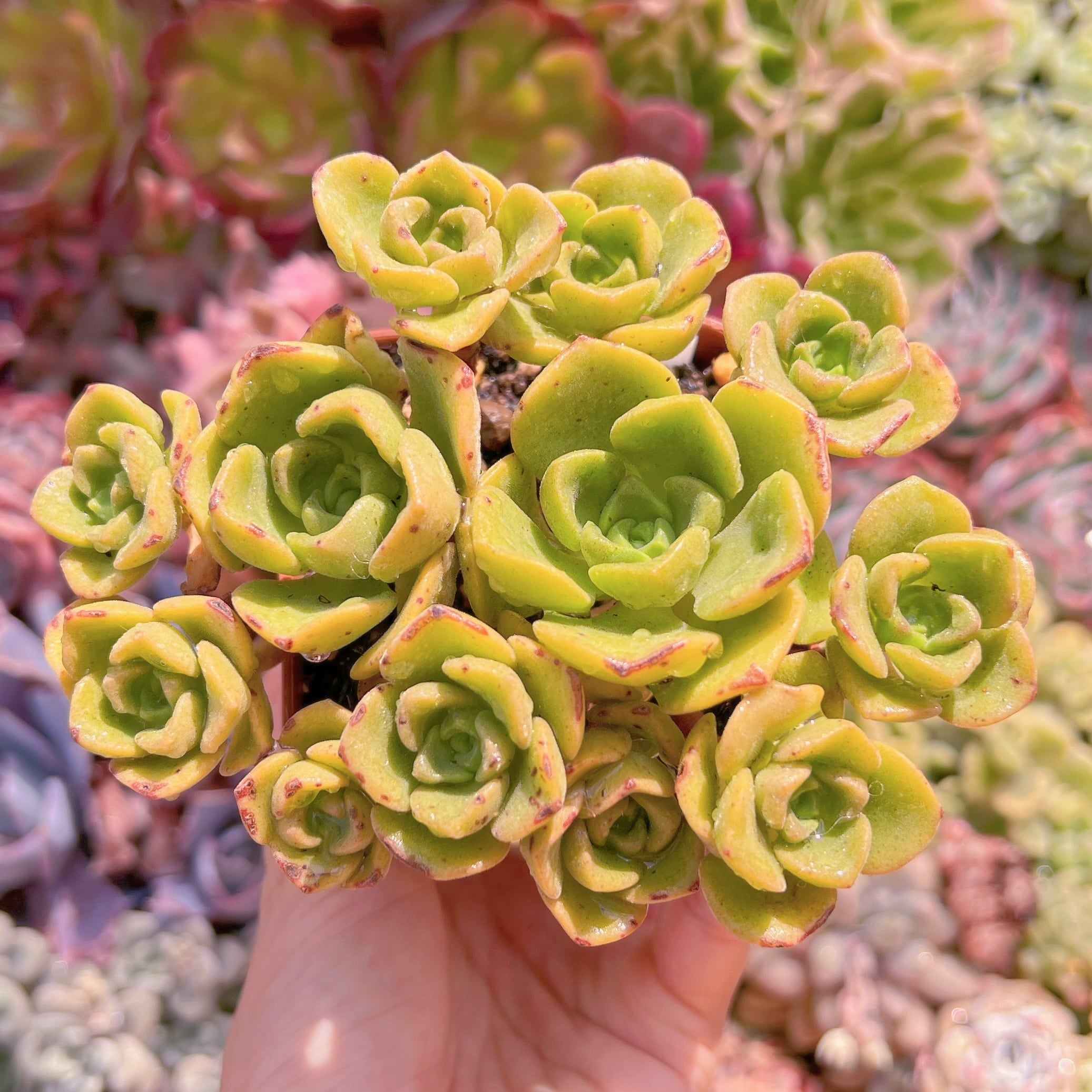 現品　リリーパット#060　るる農園