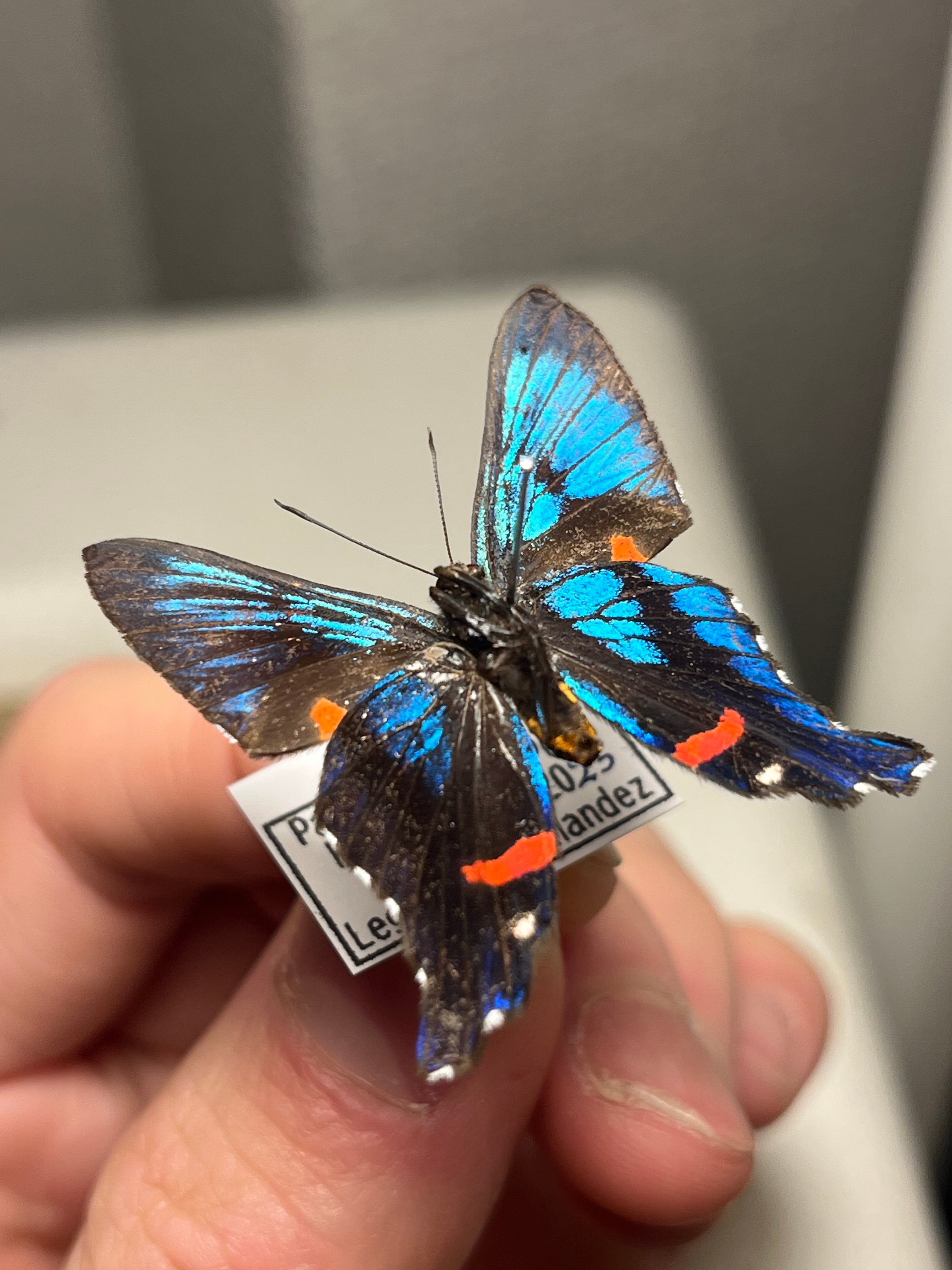 蝶・蛾 | オモニキチュウ