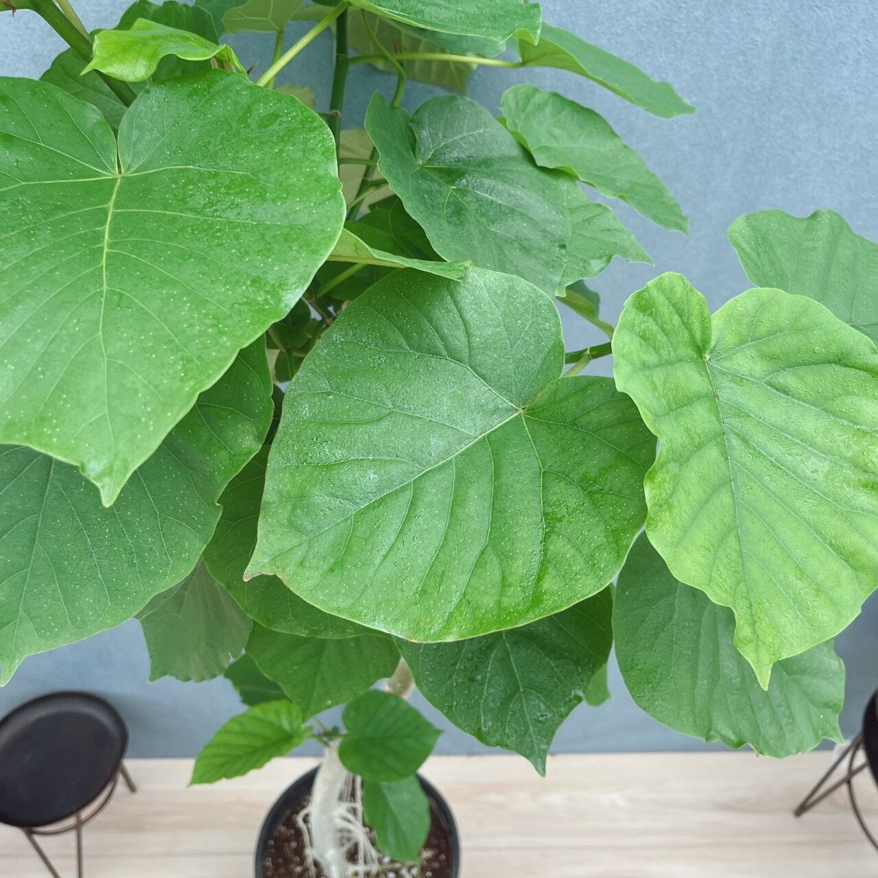 現品］10番 フィカス ウンベラータ 曲がり 8号 観葉植物 室内 ゴムの木