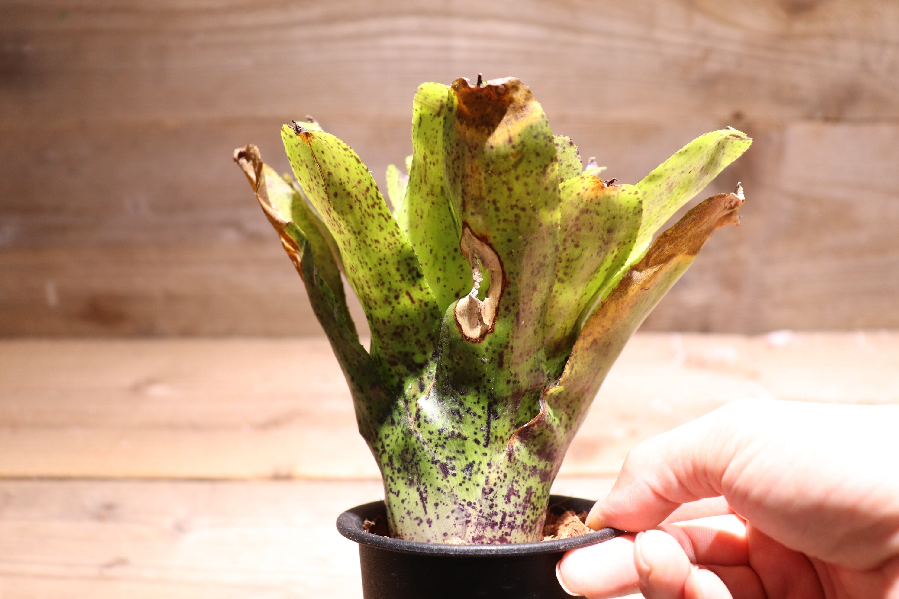 送料無料】Neoregelia 'Shamrock'〔ネオレゲリア〕現品発送N0237