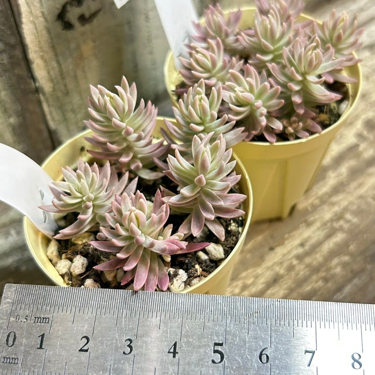 カメレオン錦 | RuPo 多肉植物専門店