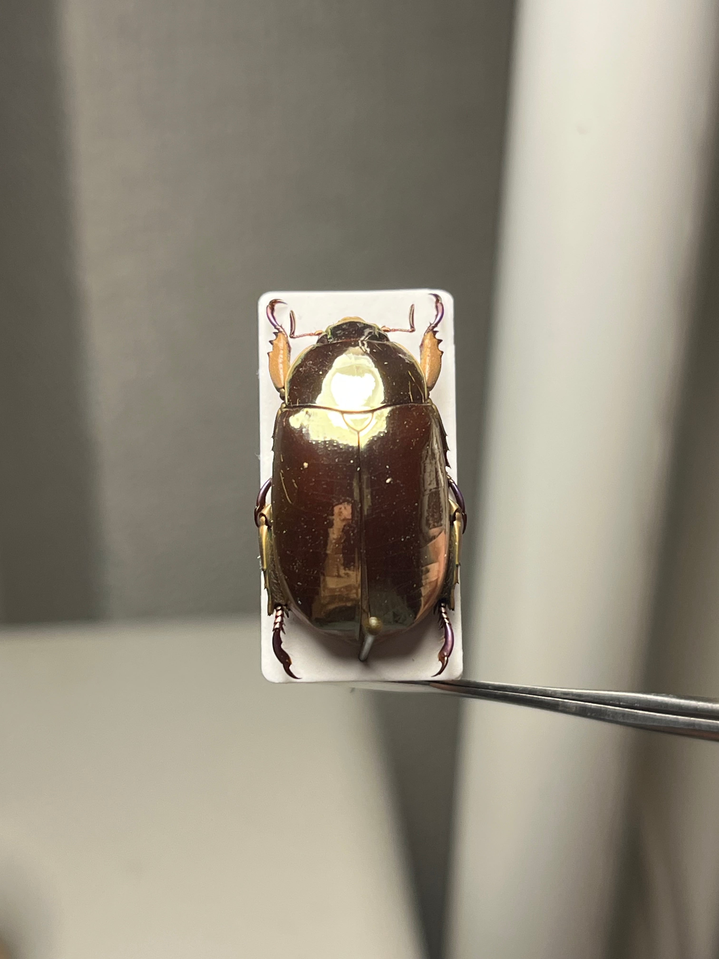 22mm】リンバータプラチナコガネ ウグイスコガネ ハムシ タマムシ