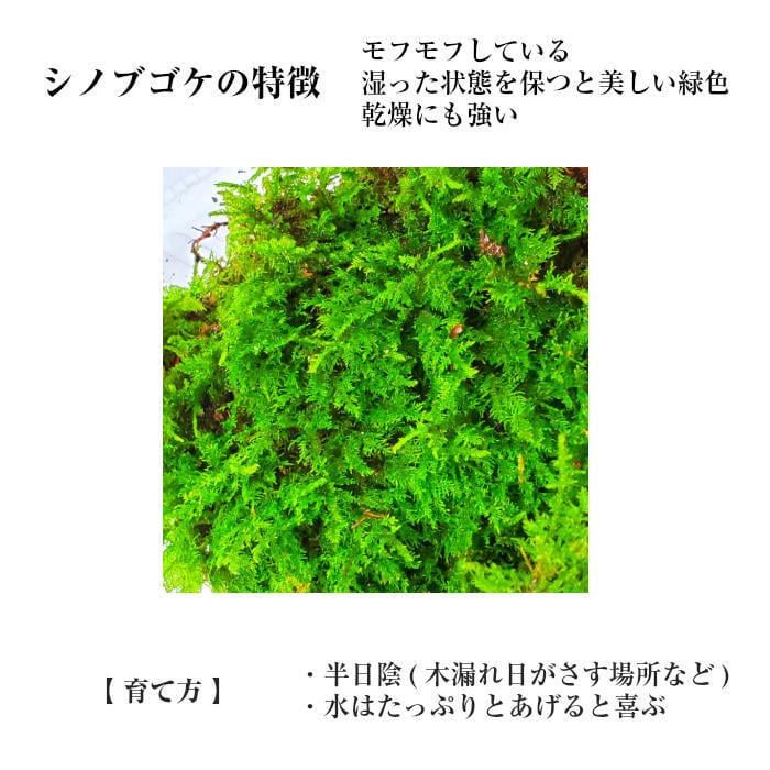 天然シノブゴケ 1パック分 | 弥栄苔 本店