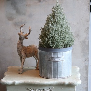 サントリナツリー　メインツリー　シルバーリーフ　寄せ植えにオススメ　