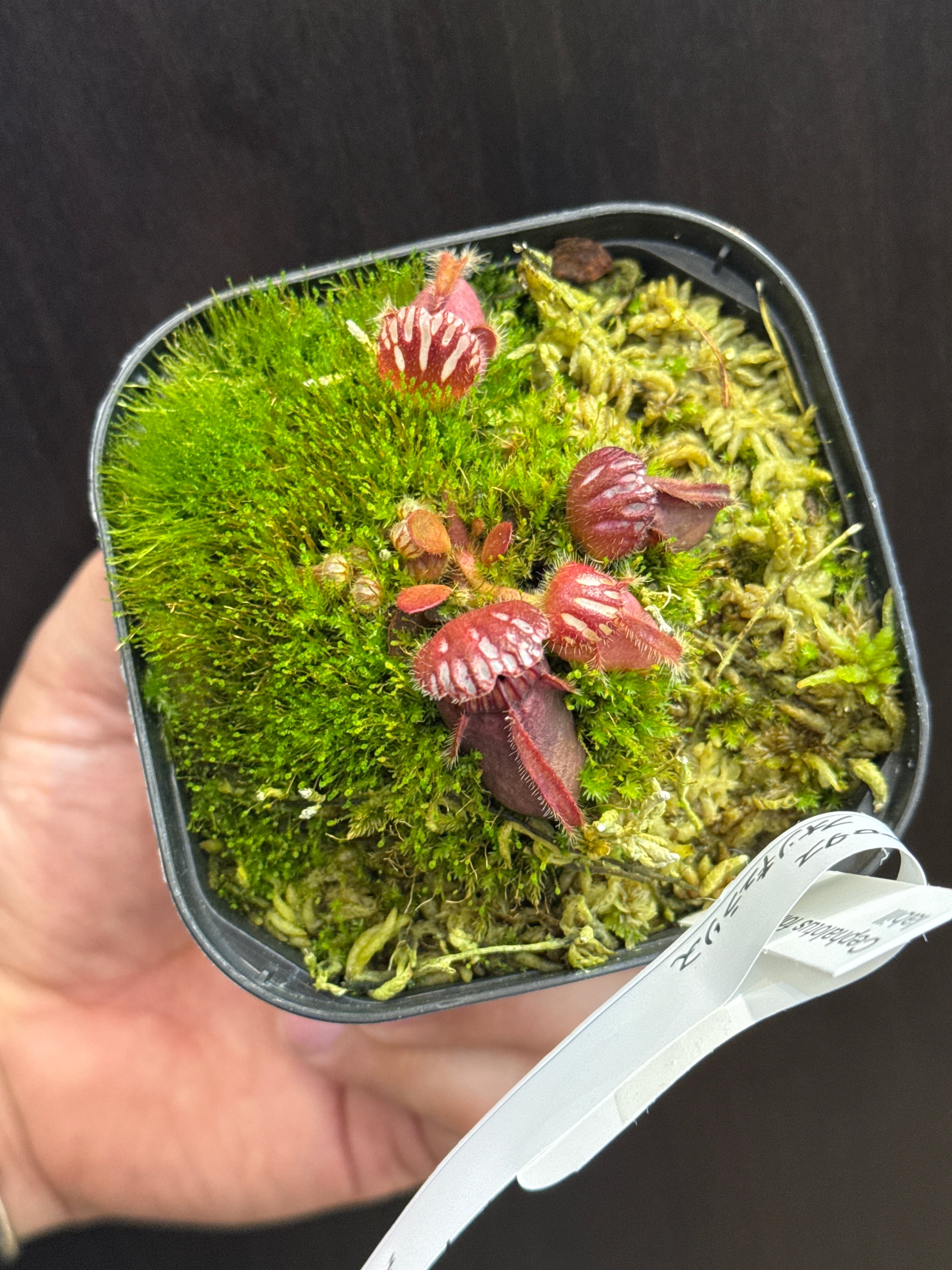 ①セファロタス フォリキュラリス | Gardenえん 【観葉熱帯植物】