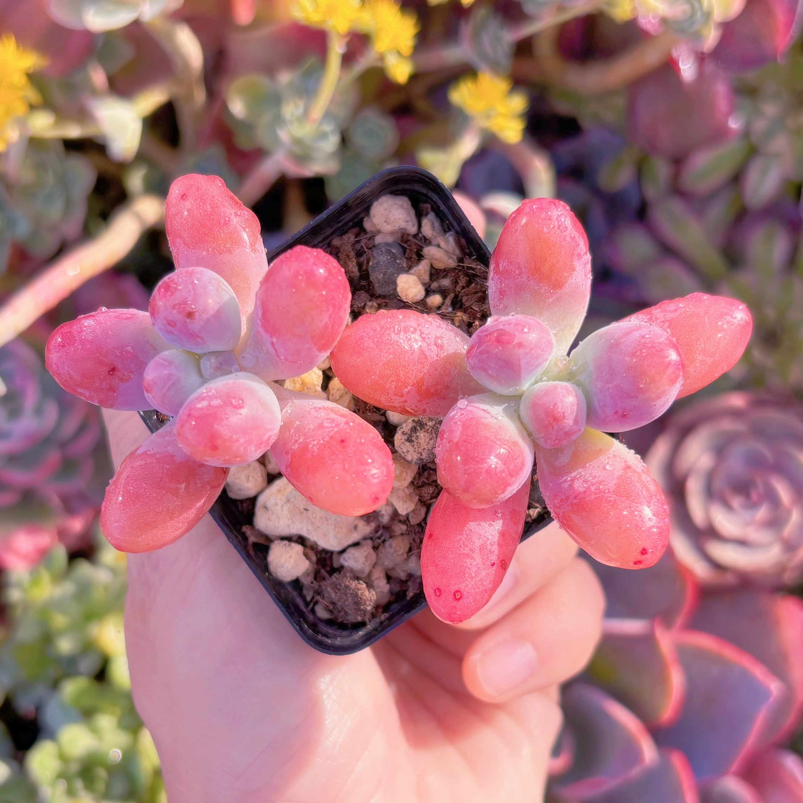 現品　パトリックスター#M252　新入荷　るる農園