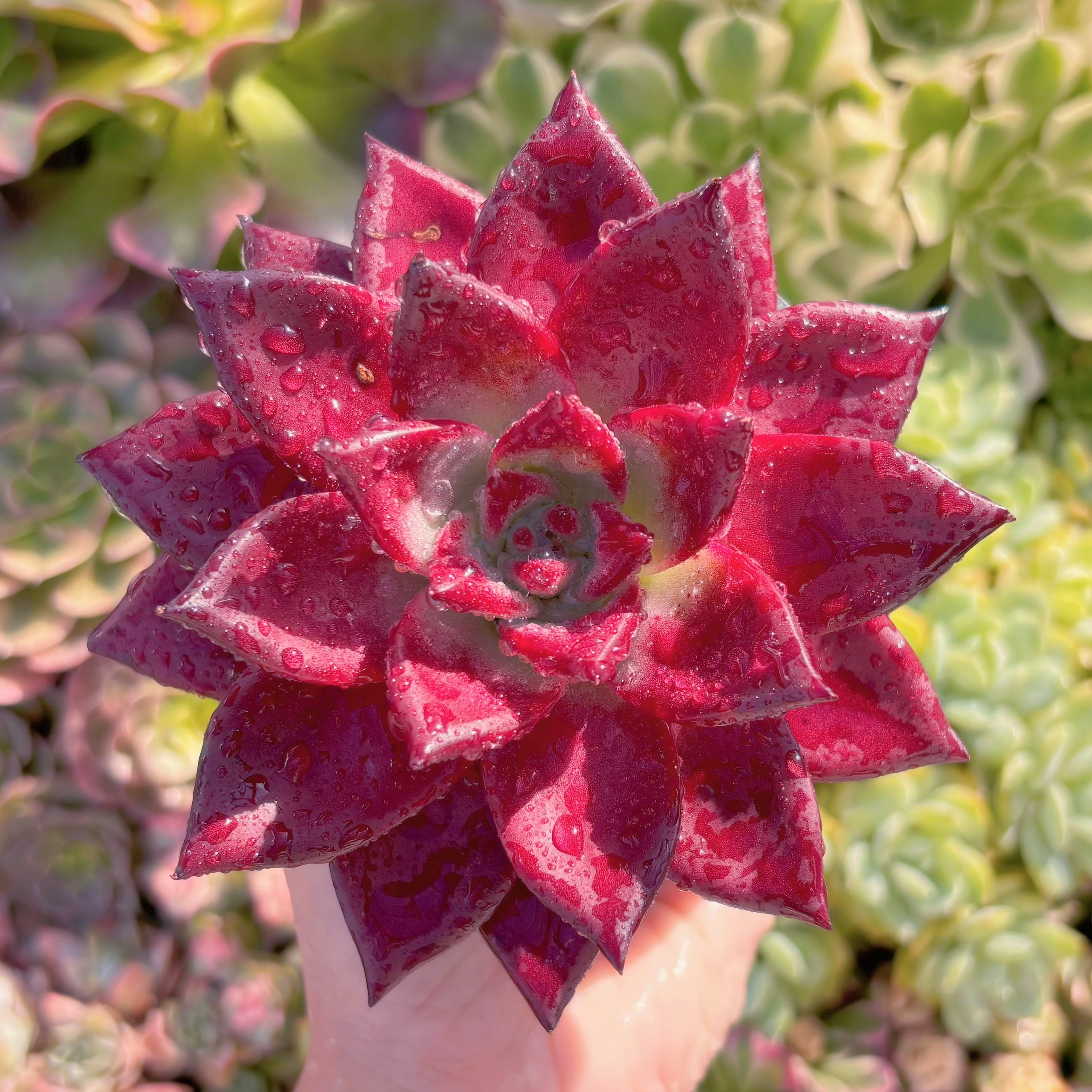 現品　ロメオルビン#266　超美苗　るる農園