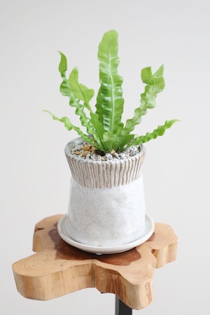 【S】アスプレニウム エメラルドウェーブ/Asplenium