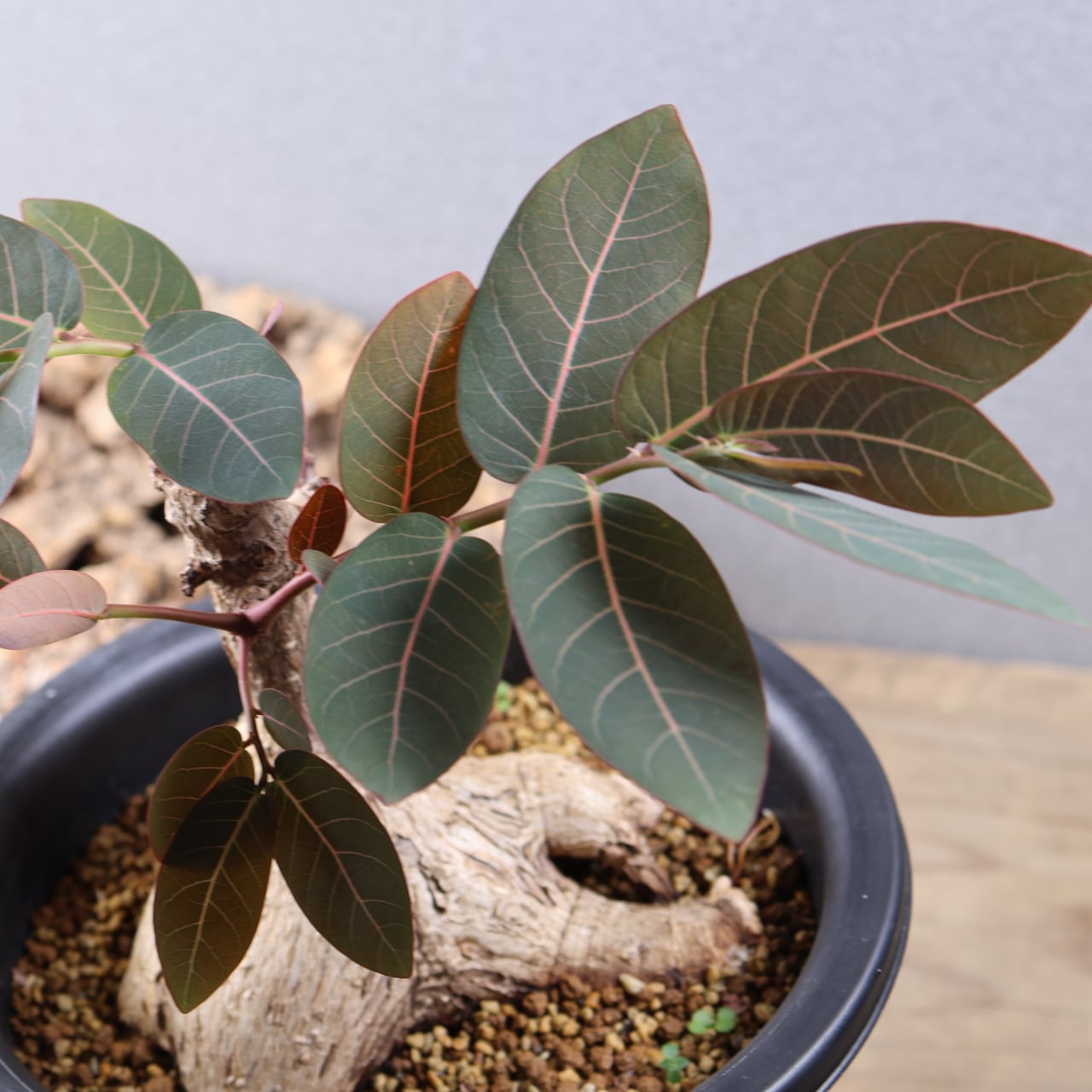 736『フｨランサス ミラビリス』 観葉植物【送料無料】 | MARX PLANTS