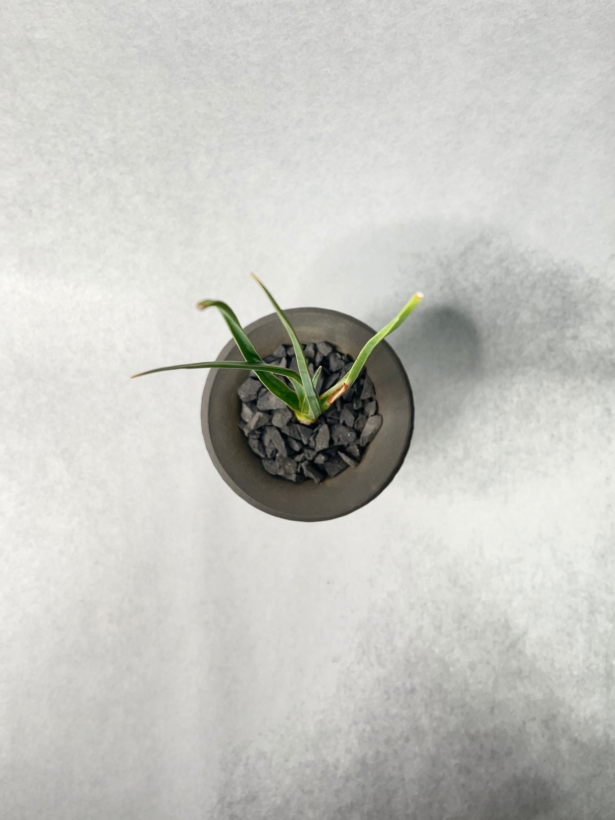 ドラセナ・シナバリ | trigger