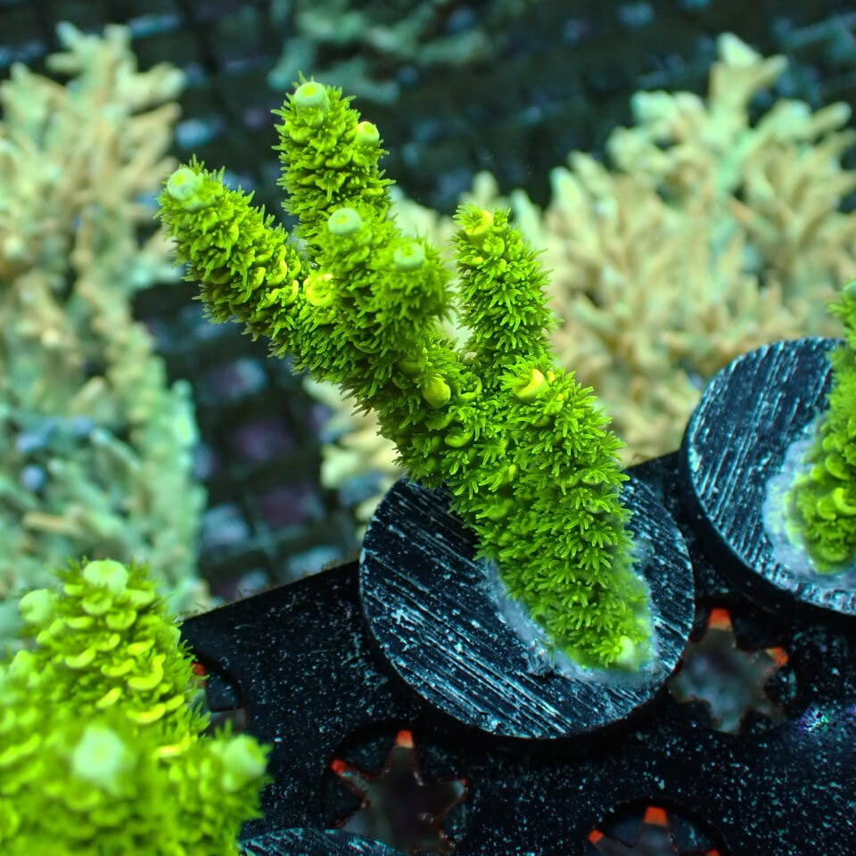 天然ライブロック Sグレード 1kg | HOUSE REEF(ハウスリーフ)サンゴ
