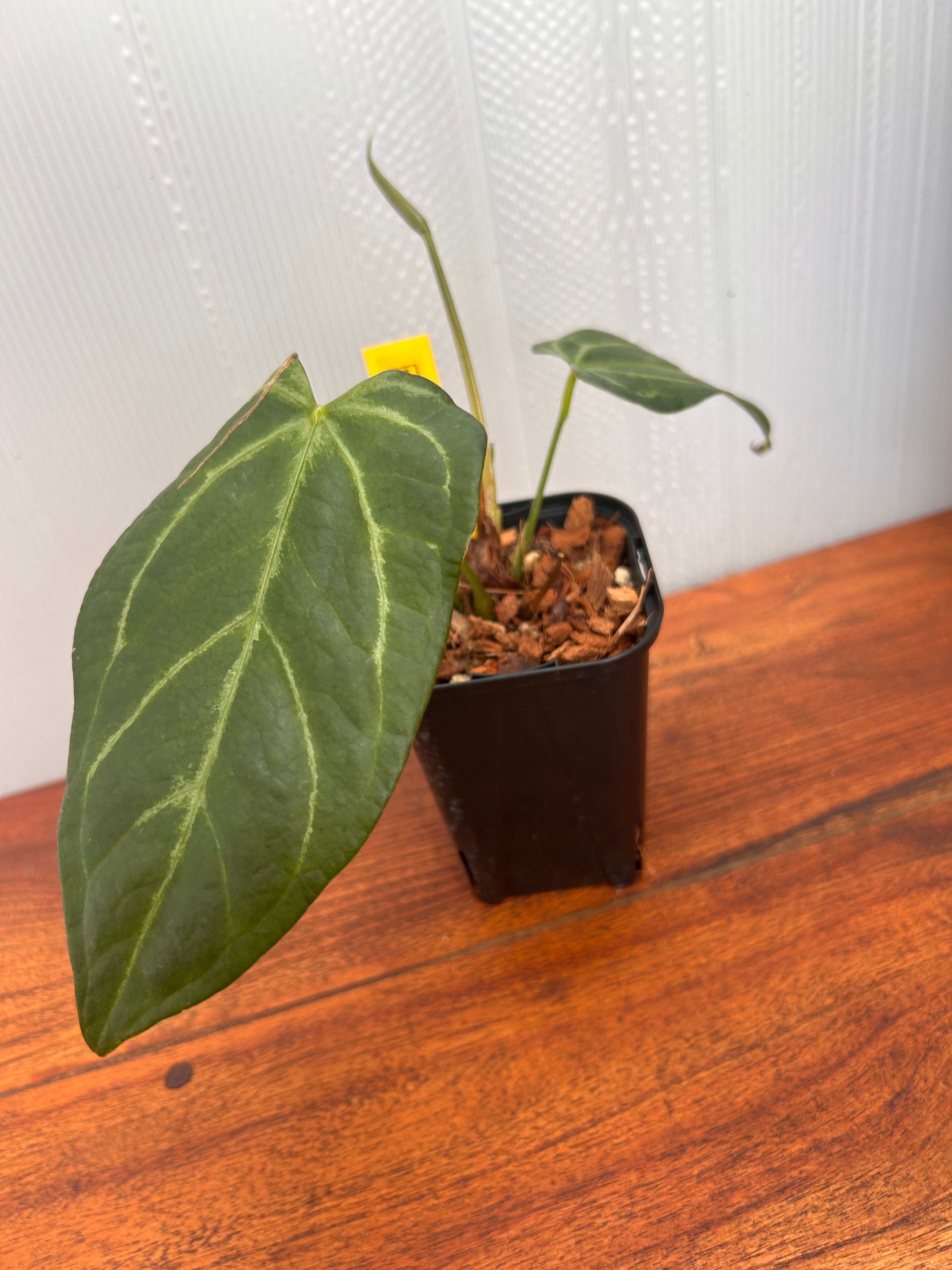 Anthurium | BALI-AN 園芸