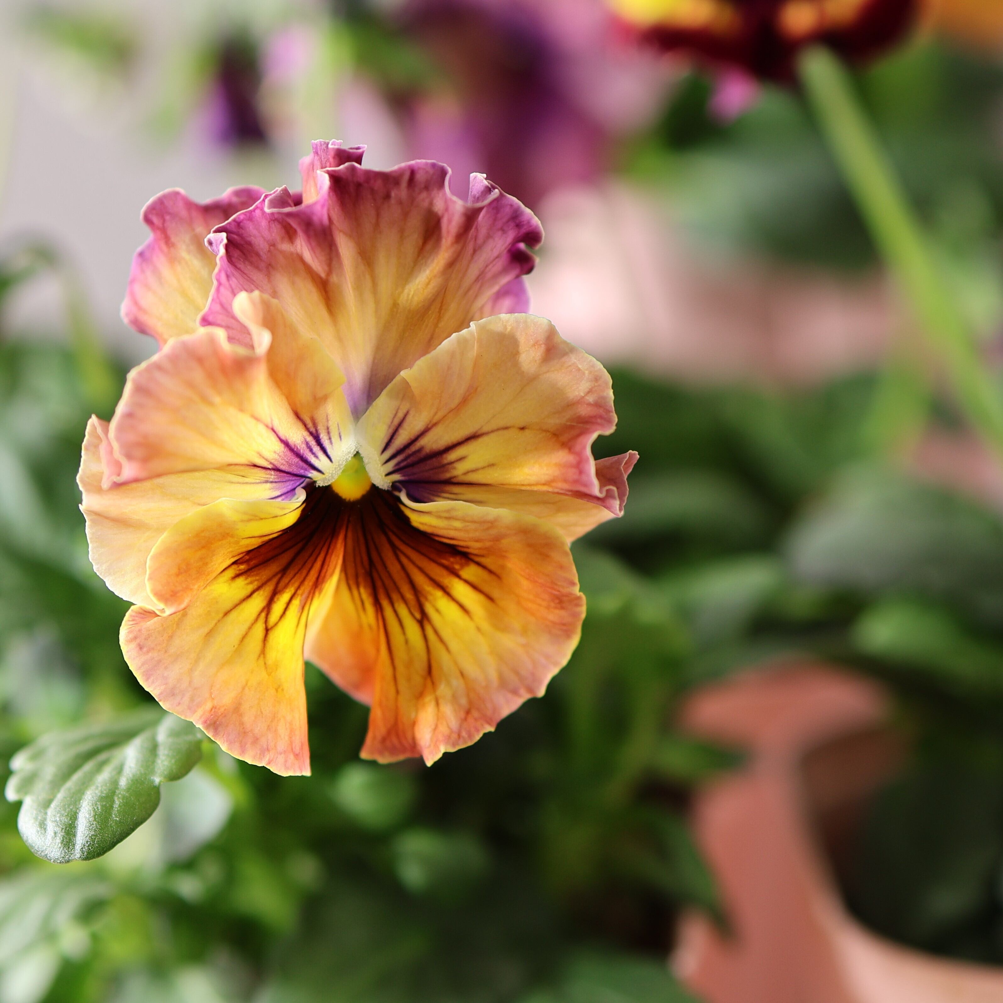 480 桂楓園さんオリジナルのフリル咲きパンジー『フェデネージュ モネ