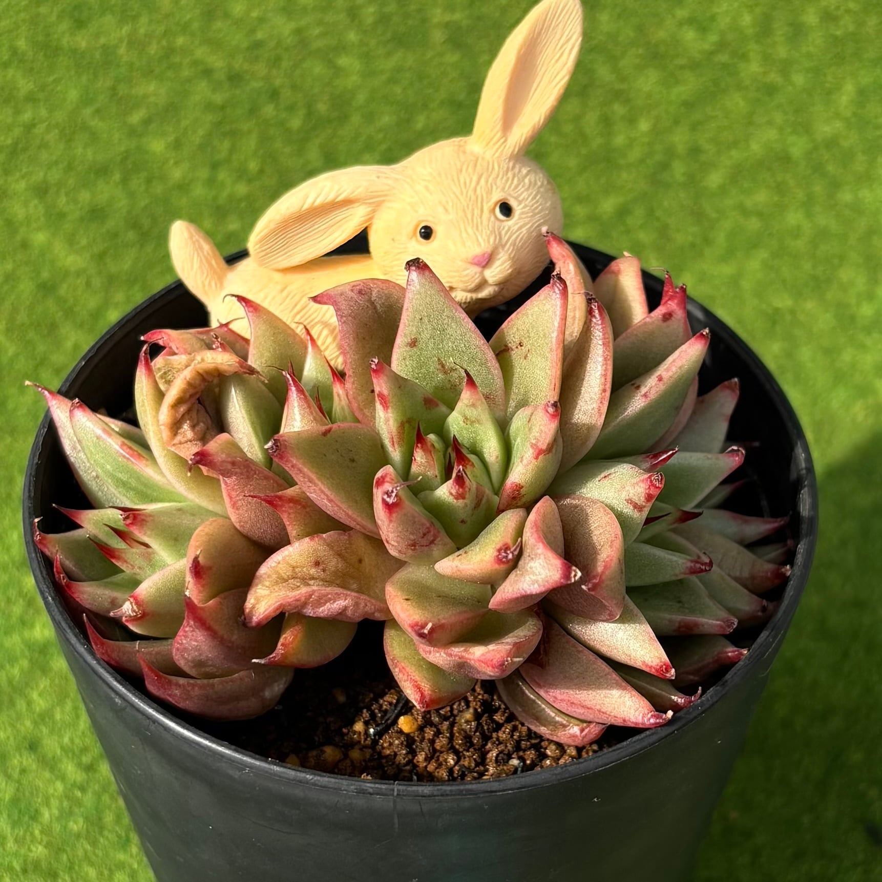 ミア 2号ポット 多肉植物 エケベリア | Pay ID