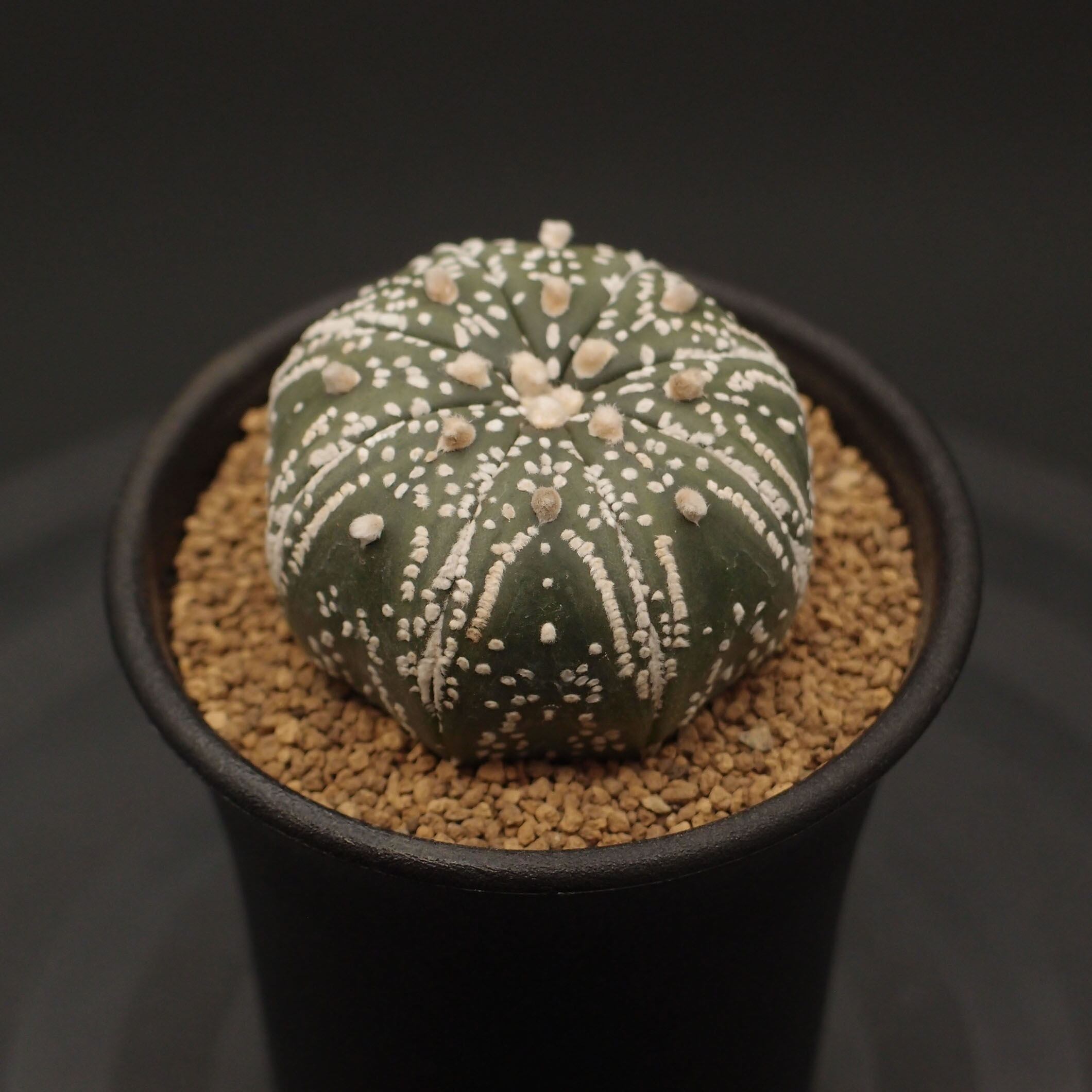 専用、ご予約品】瑠璃兜錦(2309-N29)：アストロフィツム属 ※実生 | 万