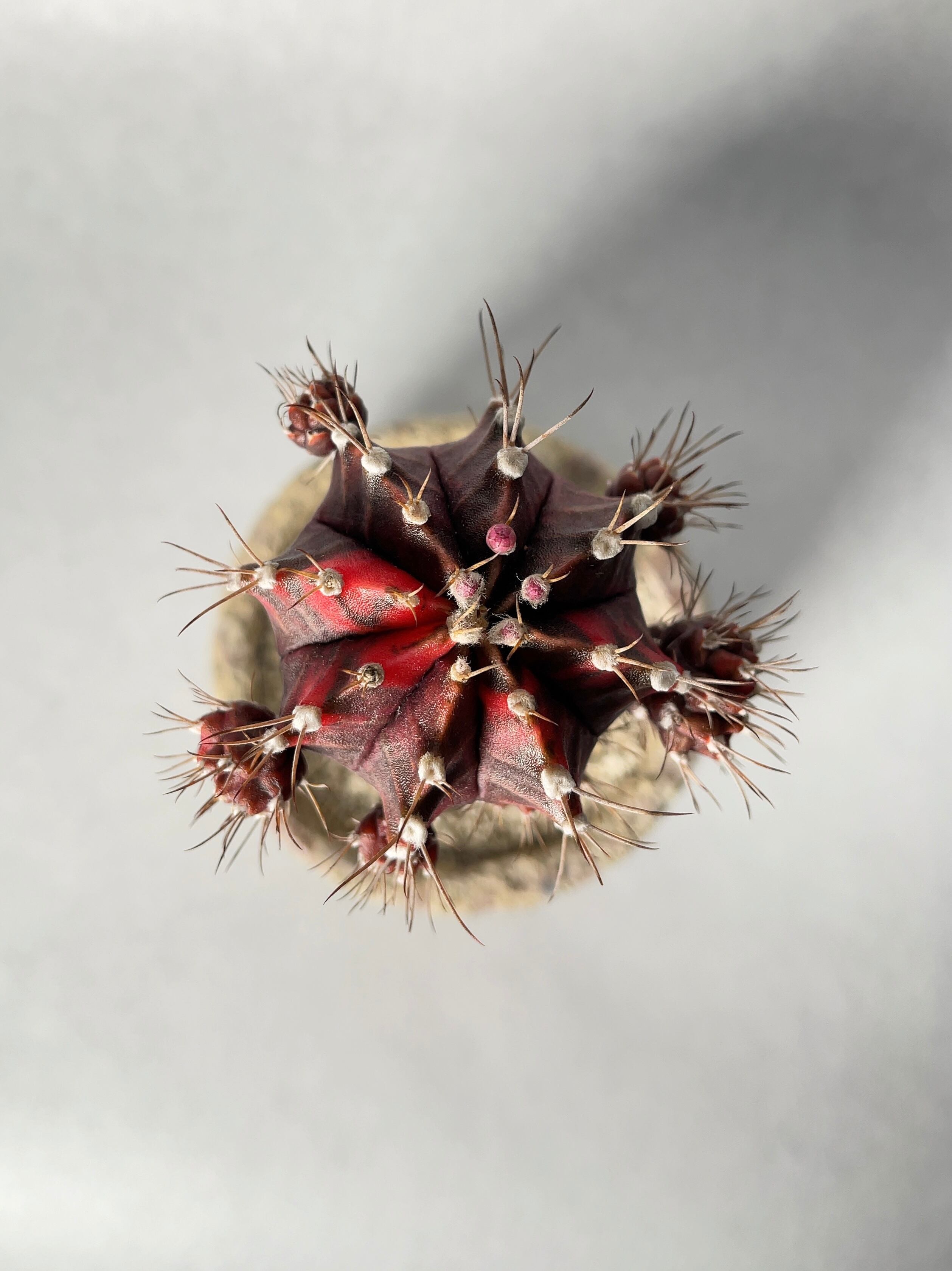 ギムノカリキウム・緋牡丹錦 | trigger