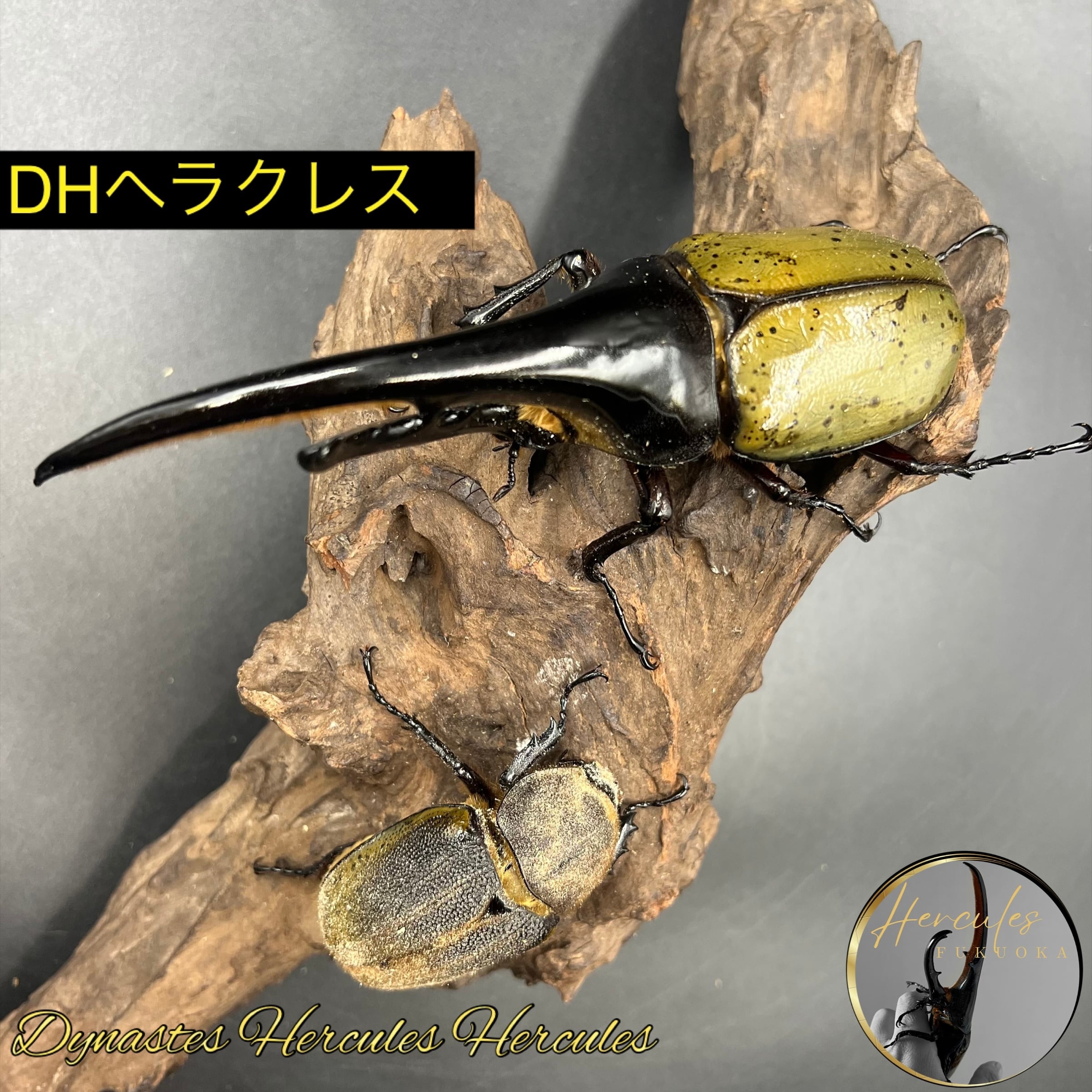 ヘラクレスオオカブト DHヘラクレス 成虫ペア ♂134mm ♀63mm 