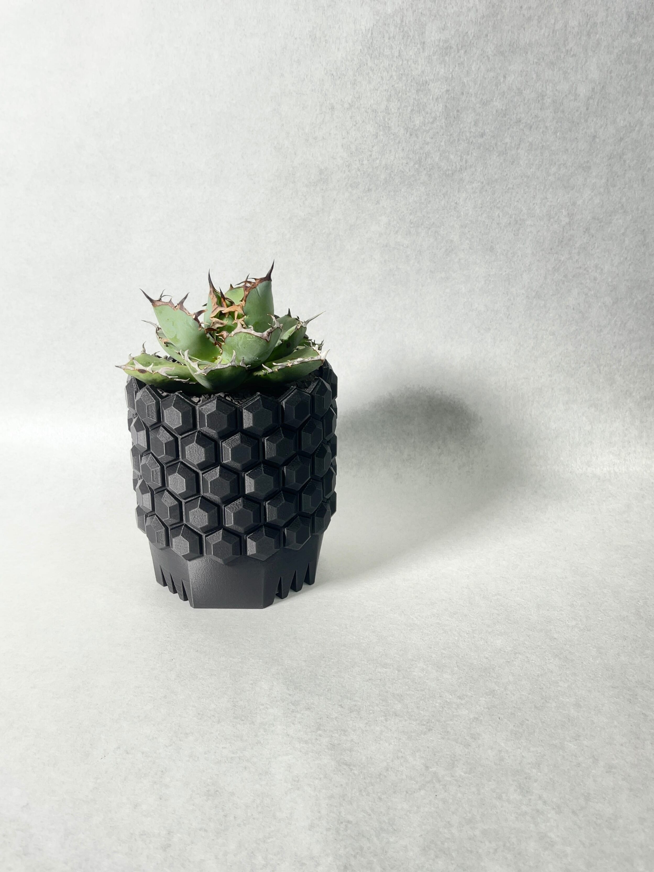 アガベ・黒鯨 | trigger