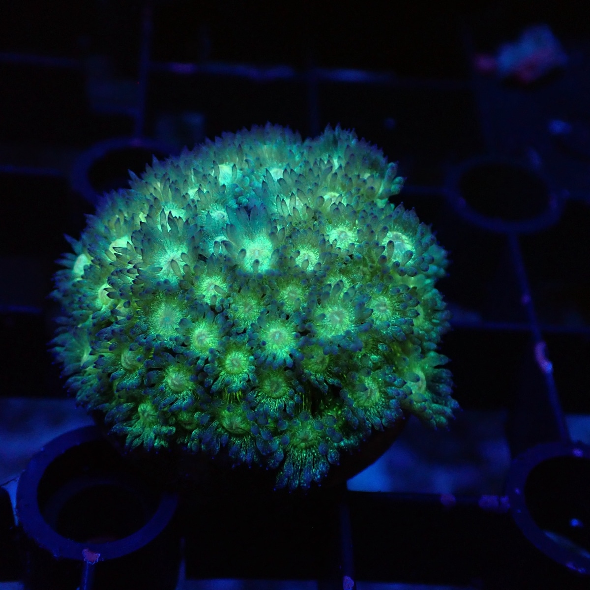 Glitter Instruments 【CE】Goniopora Green Glitter | BLUE GARDEN(ブルーガーデン)
