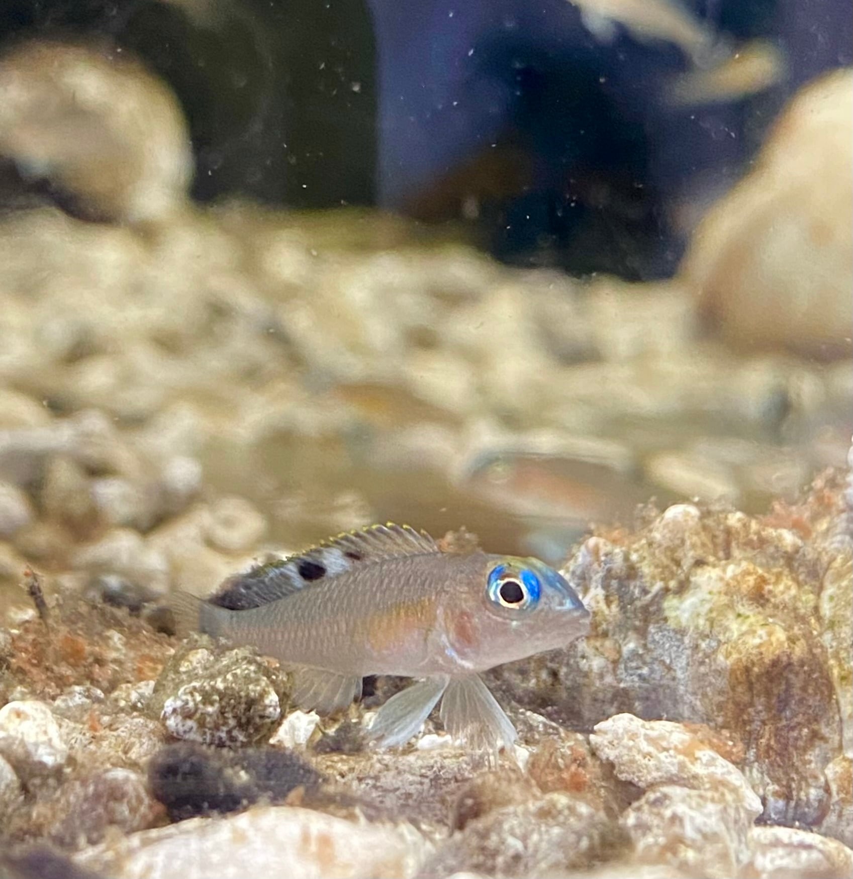 ランプロローグス コンクウェンシス (クングウェンシス) lamprologus kungweensis