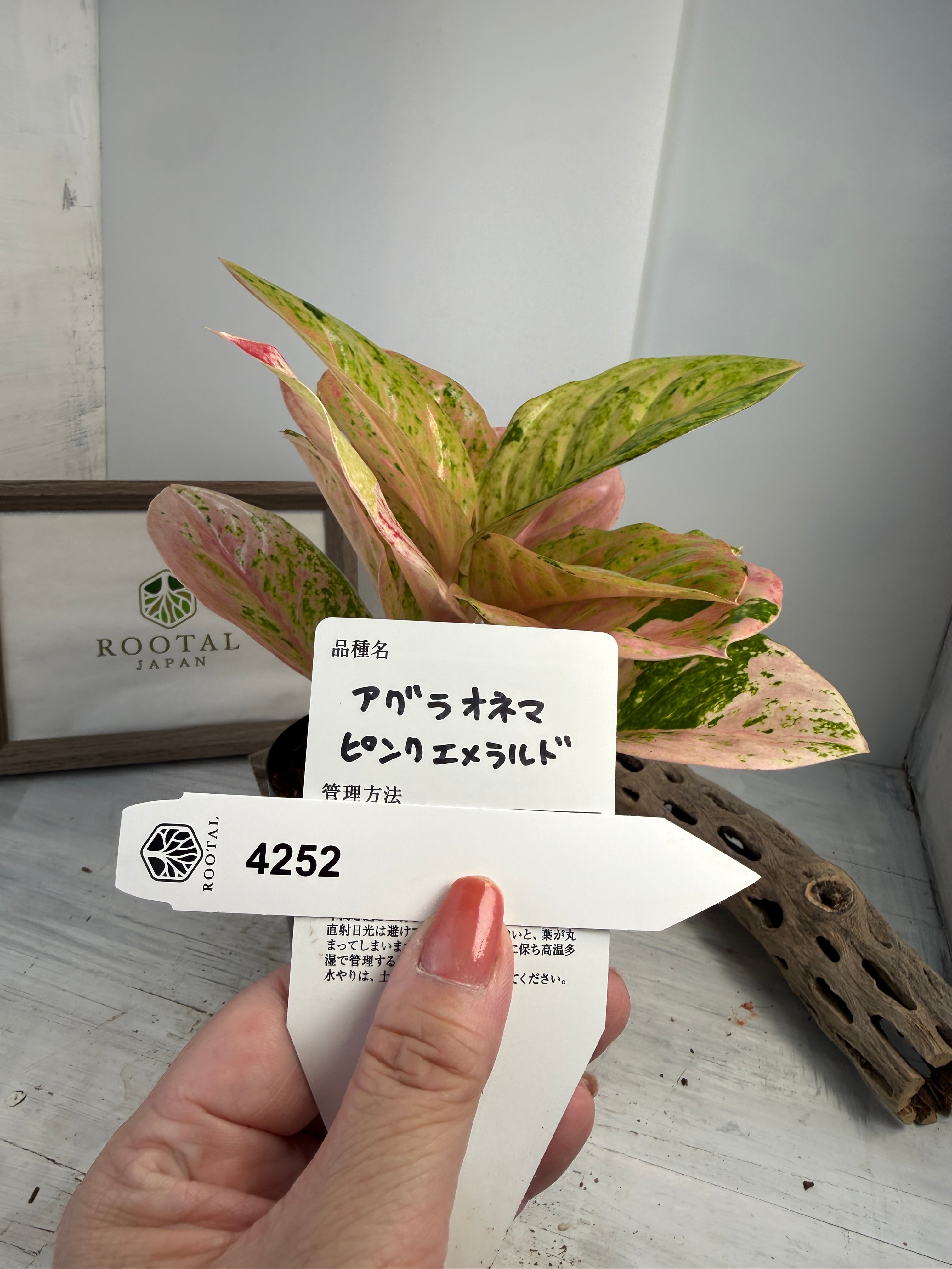 アグラオネマ | ROOTALPLANTS