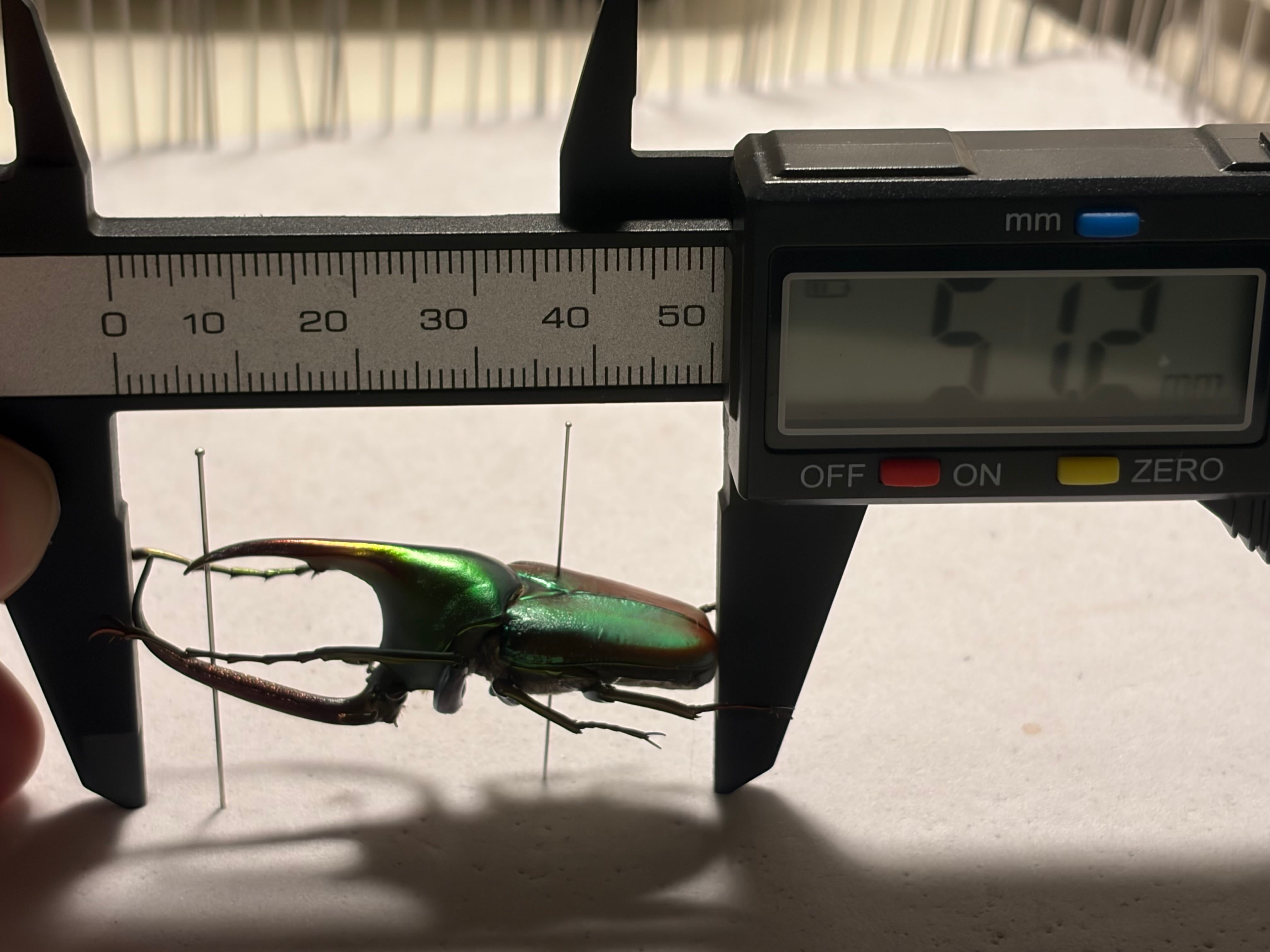 皺無特大】カブトハナムグリ コガネムシ プラチナコガネ カナブン