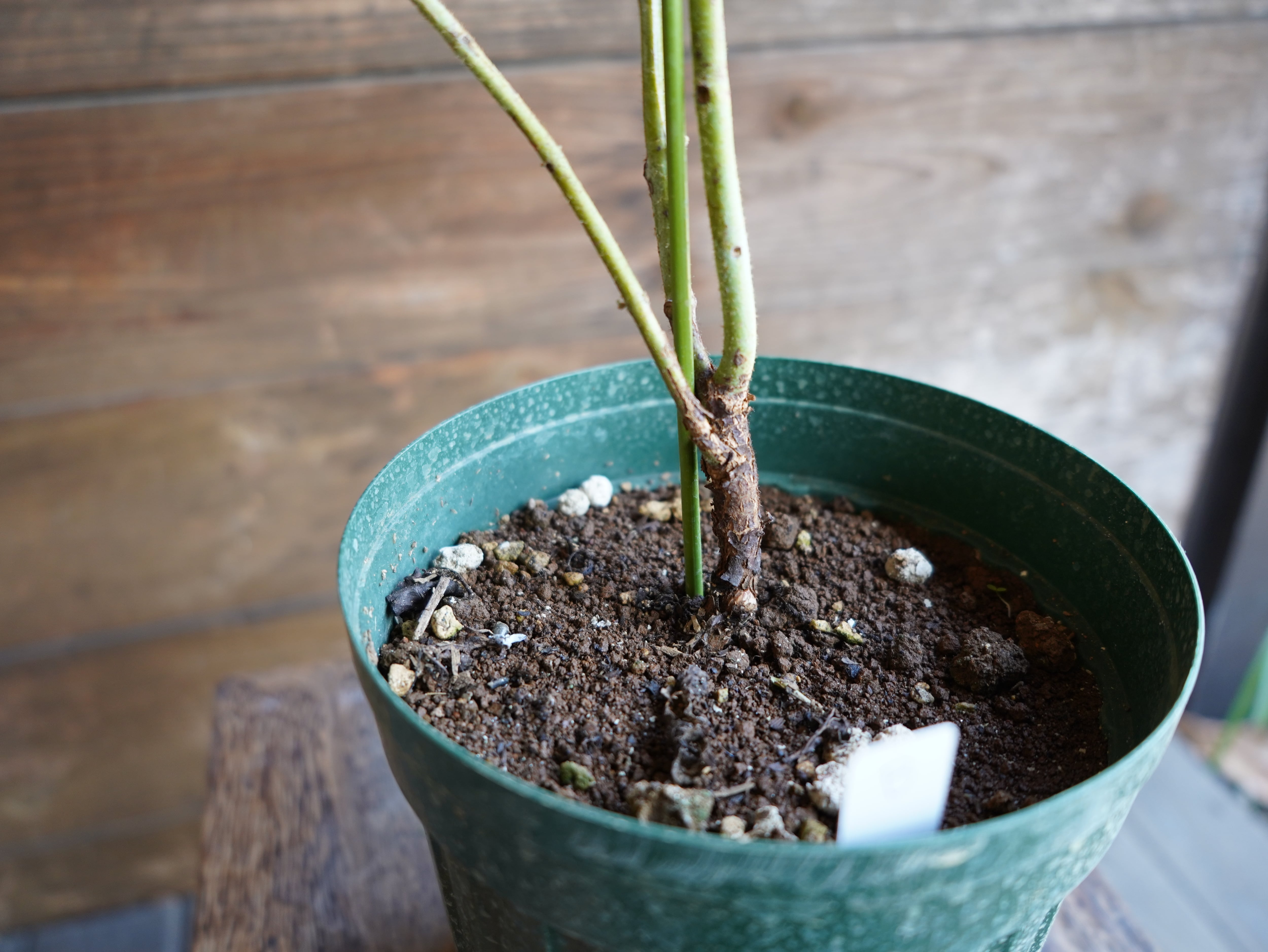 【現物】ユーカリ ”プレウロカルパ” B