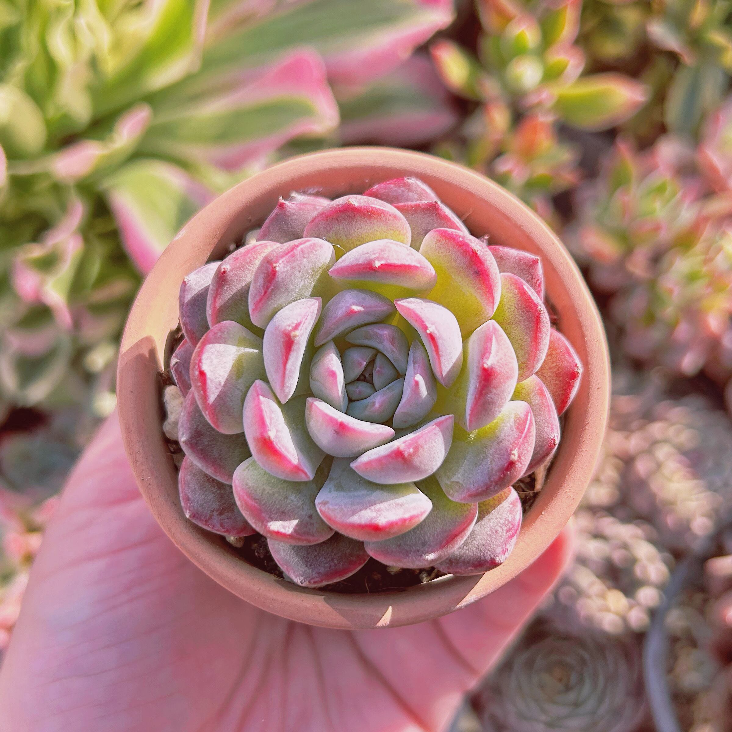 現物　多肉植物　モンローxヒアリナ