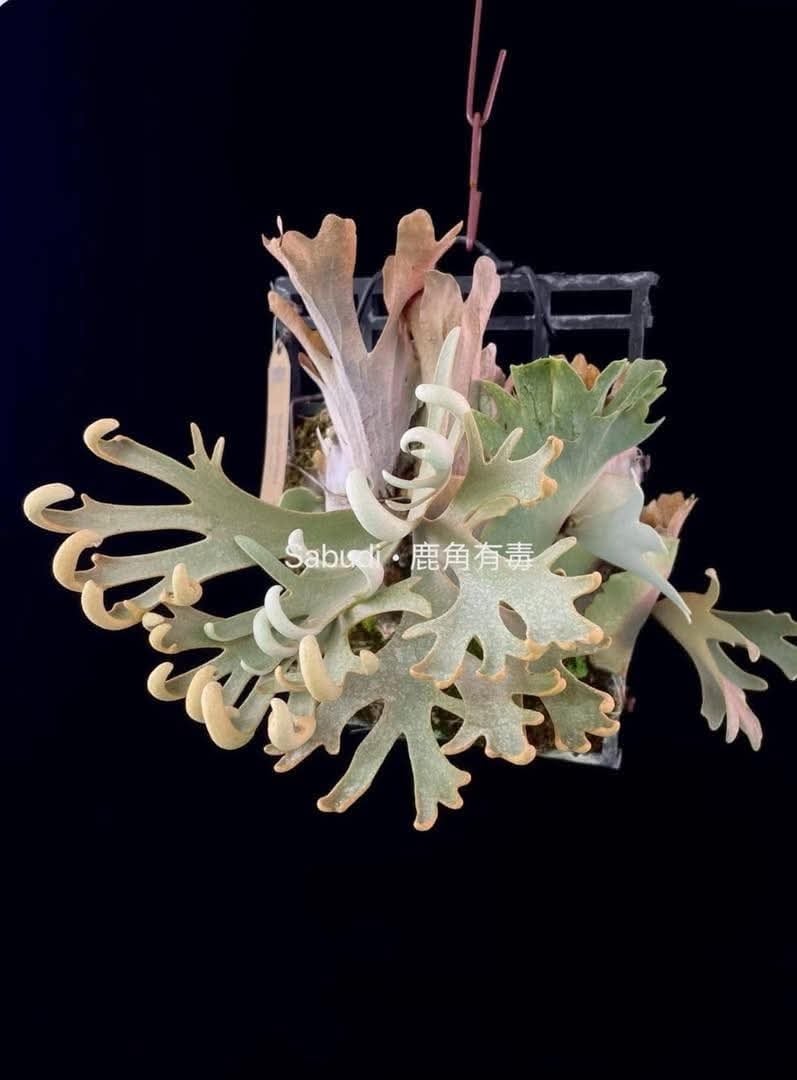 c) P. willinckii 'Mew' x P. willinckii 'Snow' ④ ビカクシダ