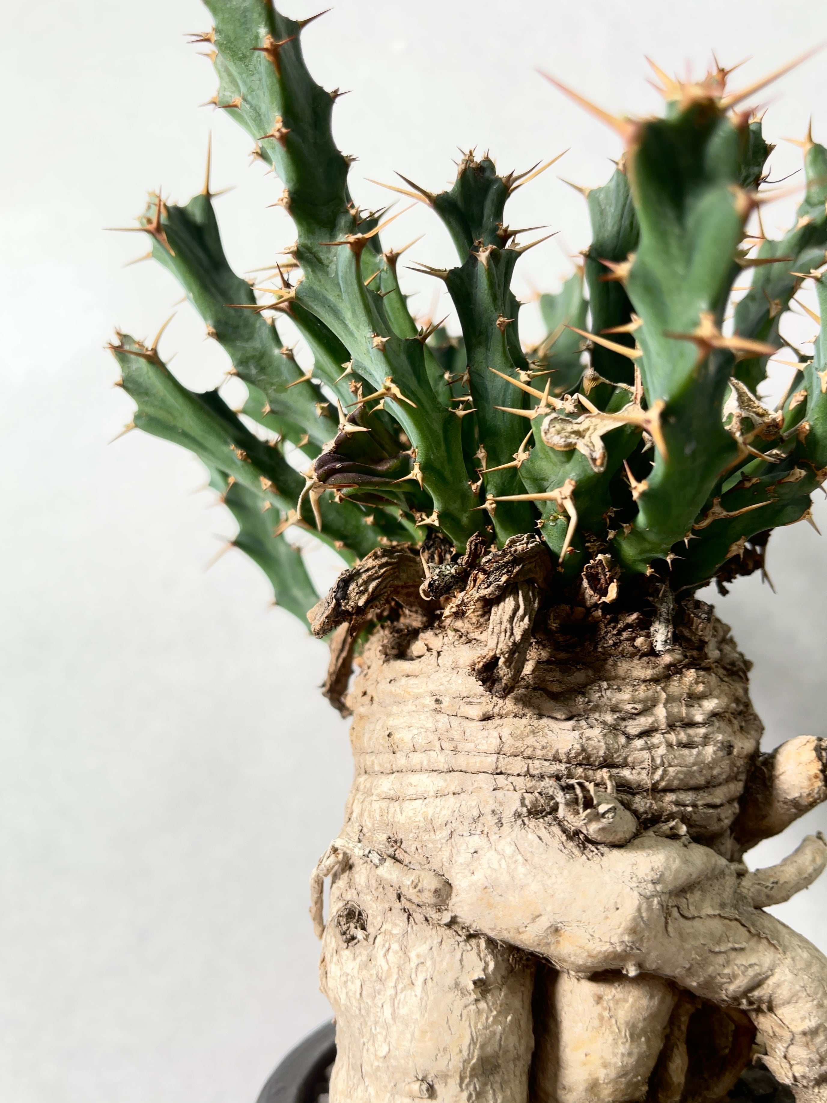 ユーフォルビア・クラビゲラ | trigger