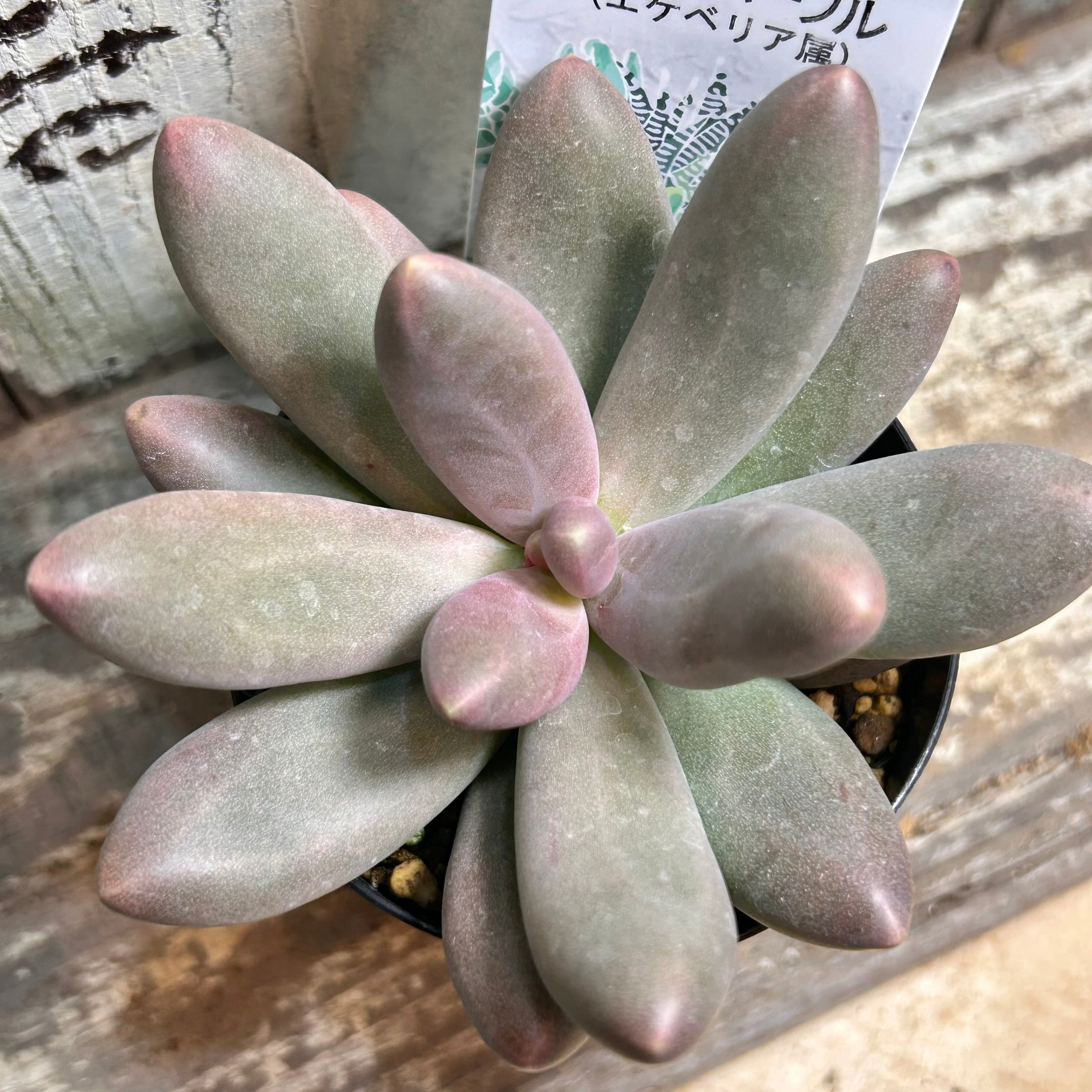 ギャラクシーブルー　抜き苗 ギャラクシーブルー 抜き苗 ギャラクシーブルー 抜き苗