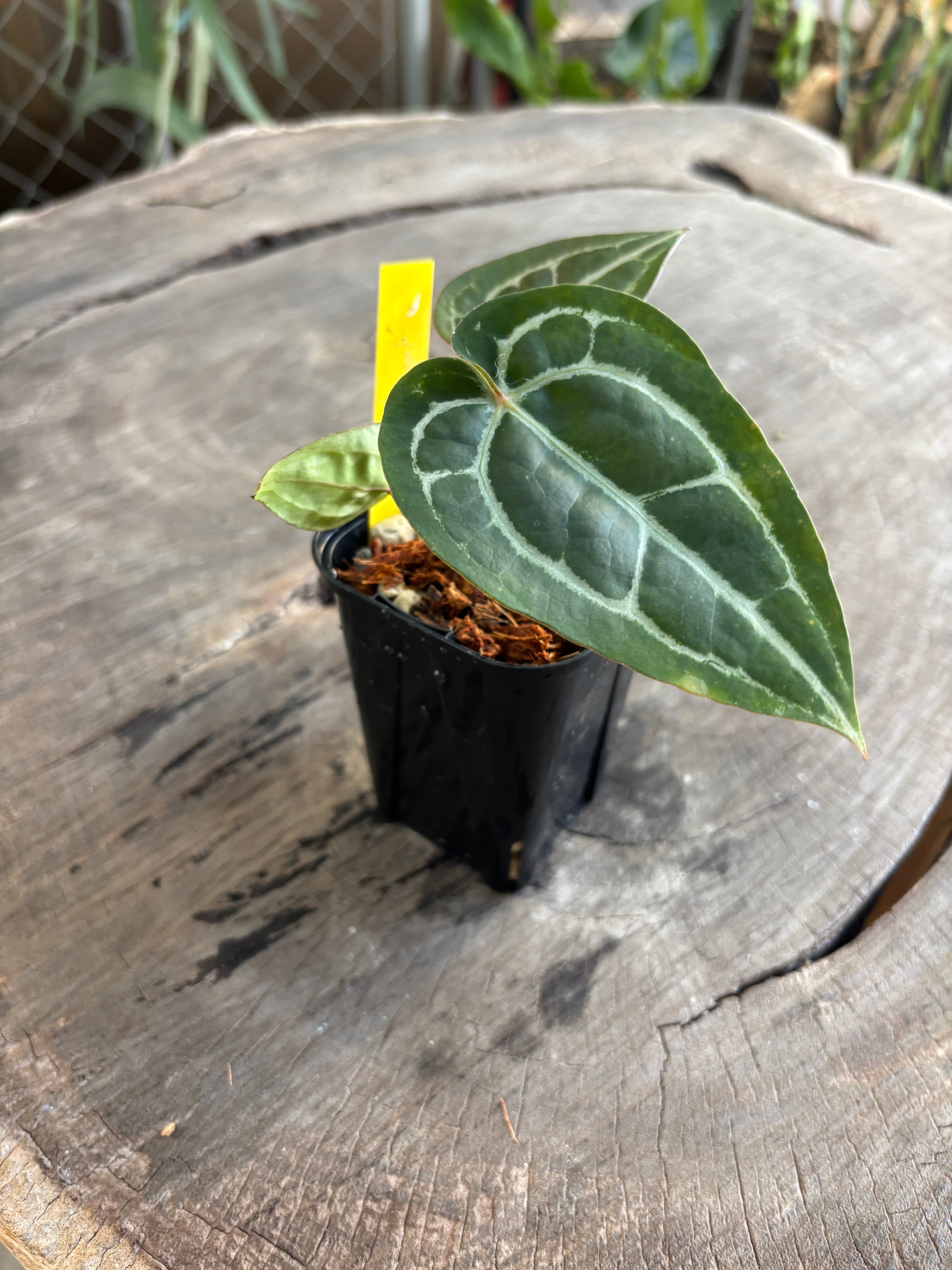 【残り2点】アンスリウム　AOS (skg)カットクローン 残り2点】アンスリウム AOS (skg)カットクローン 残り2点