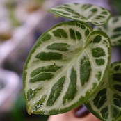 アンスリウム ドラヤキ × シルバーブラッシュ / Anthurium Dorayaki × Anthurium Silver brush⑩/ 観葉植物<育て方・花言葉>